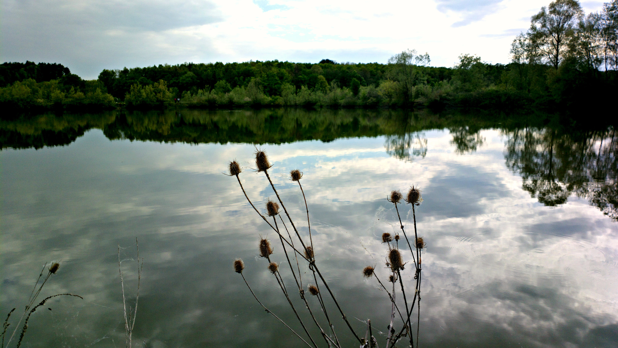 Nokia 808 PureView sample photo. Dipsacus mirror photography