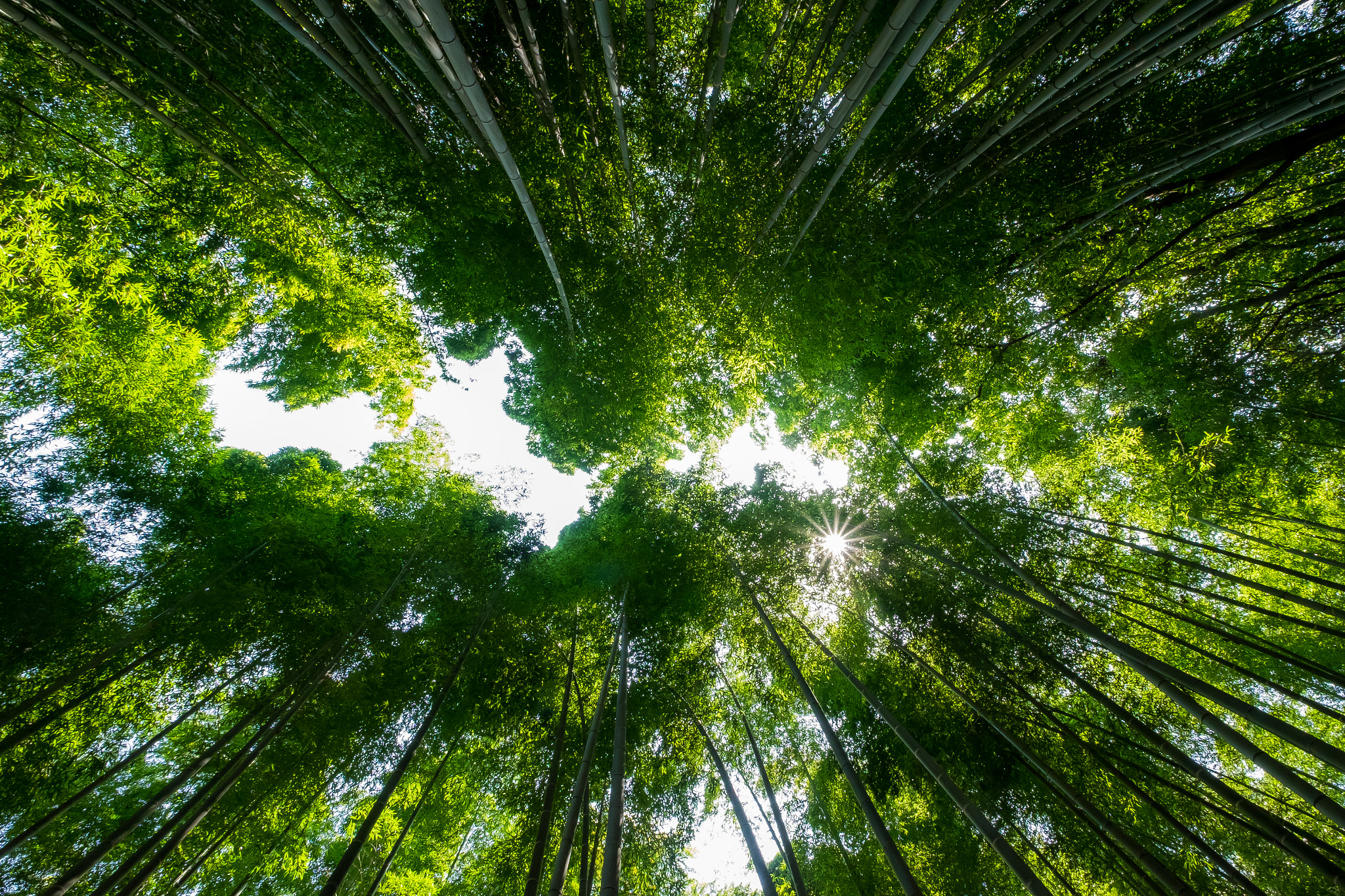 Fujifilm XF 10-24mm F4 R OIS sample photo. Arashiyama photography