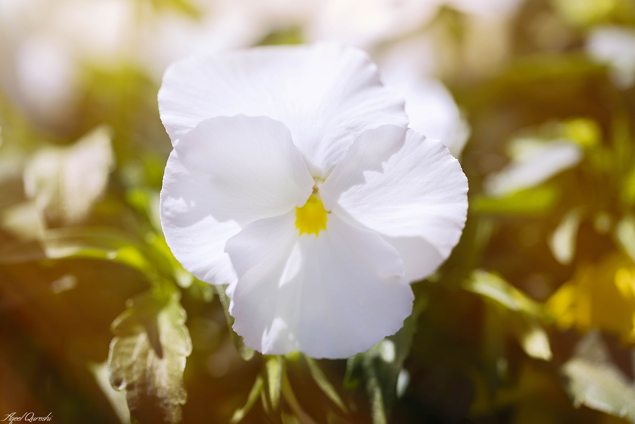 Nikon D810 sample photo. パンジー　pansy photography