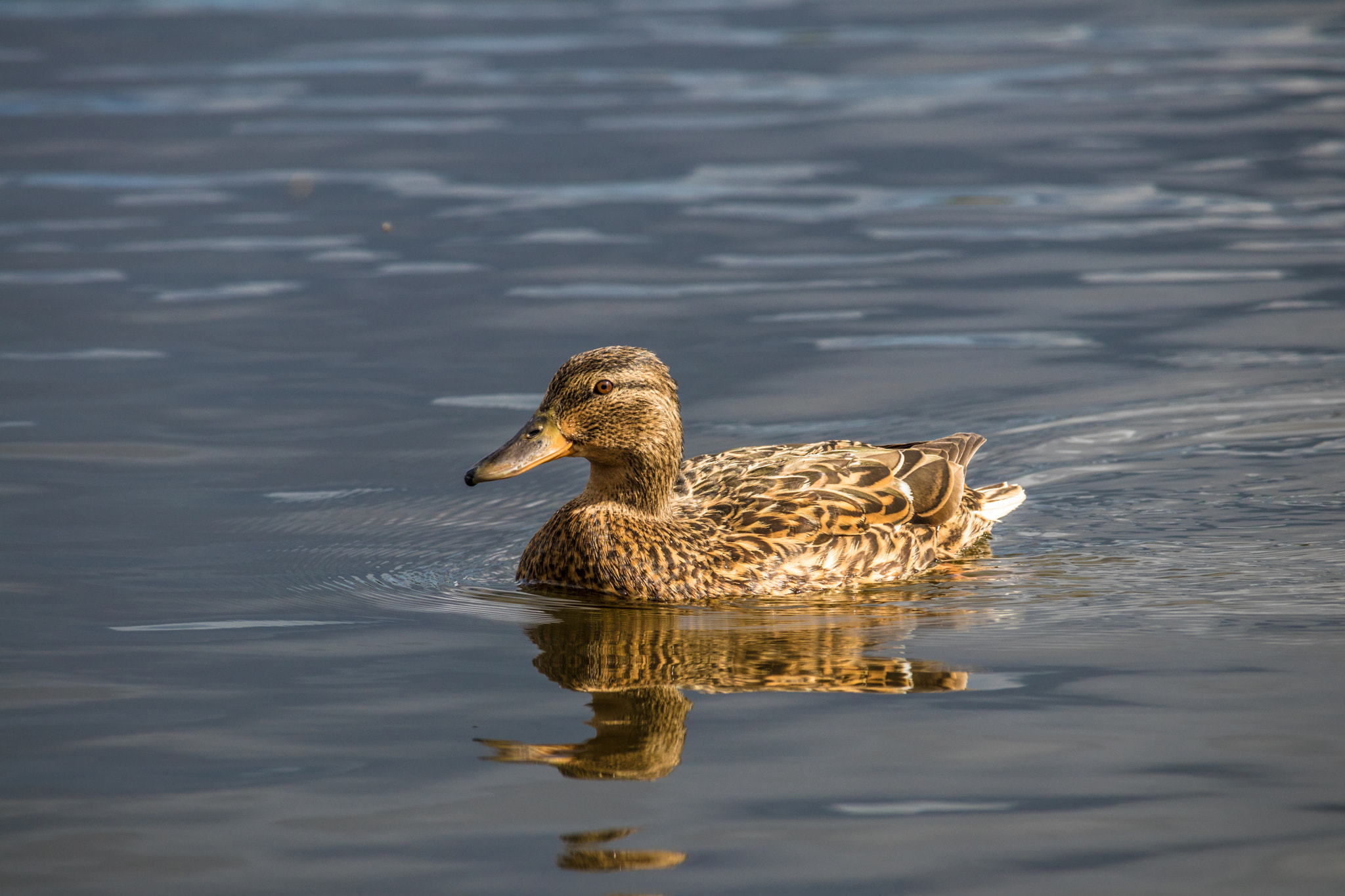 Canon EOS 80D sample photo. Female mallard (duck) photography