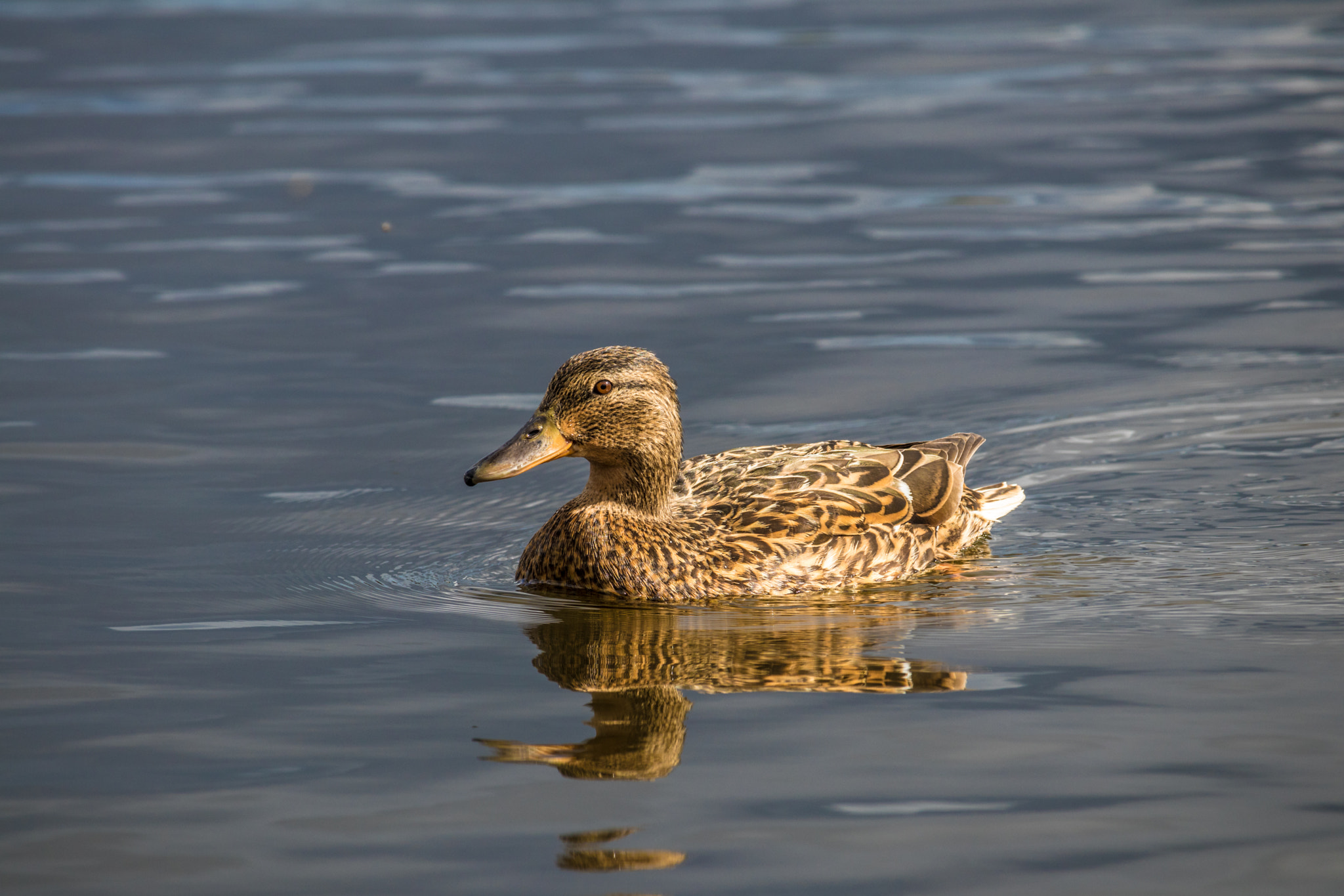 Canon EF-S 55-250mm F4-5.6 IS STM sample photo. Female mallard (duck) photography