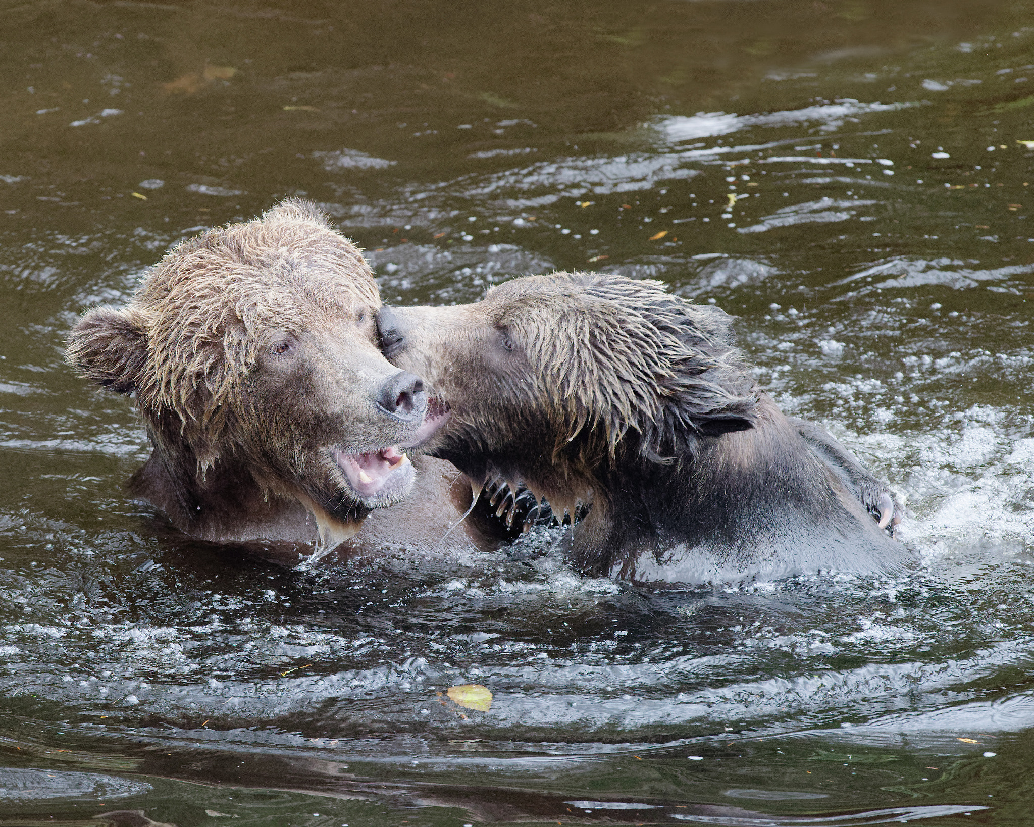 Nikon D810 + Nikon AF-S Nikkor 500mm F4G ED VR sample photo. "brothers in arms" photography