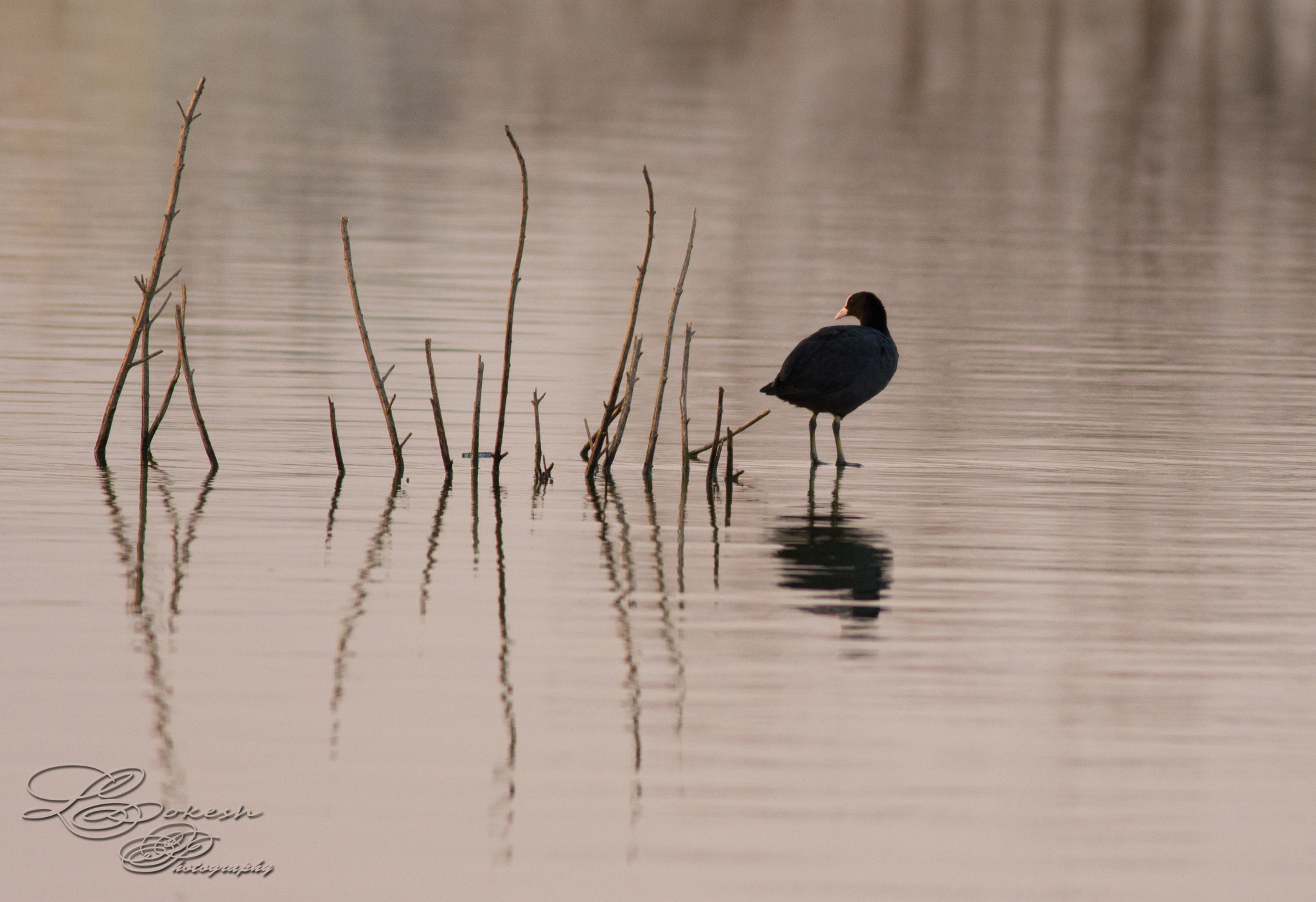 Canon EOS 700D (EOS Rebel T5i / EOS Kiss X7i) + Canon EF 400mm F5.6L USM sample photo. Silhoutte photography