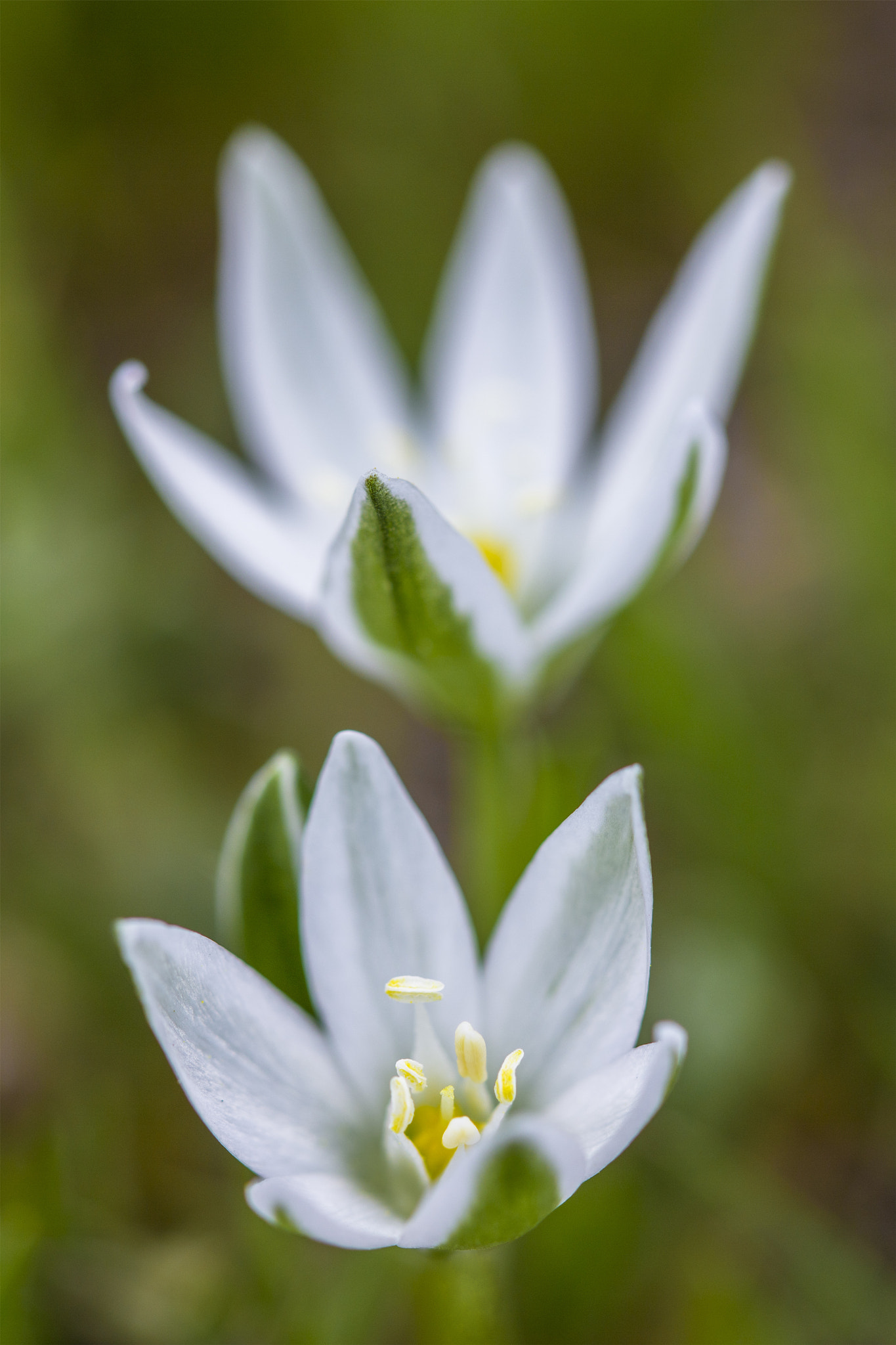Canon EF 100mm F2.8 Macro USM sample photo. *** photography
