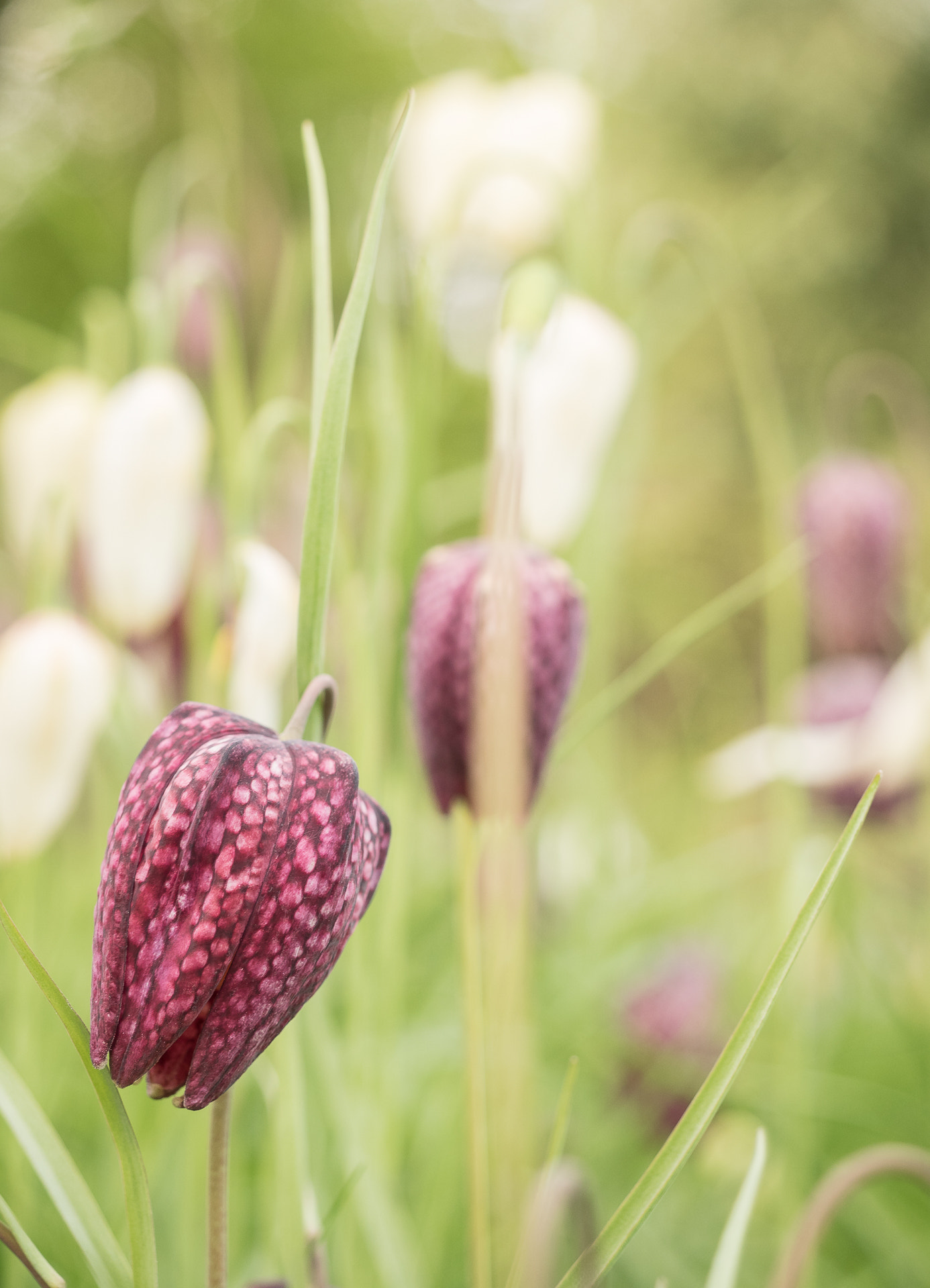 Olympus OM-D E-M5 II + Olympus M.Zuiko Digital ED 12-40mm F2.8 Pro sample photo. Snake's head fritillary photography