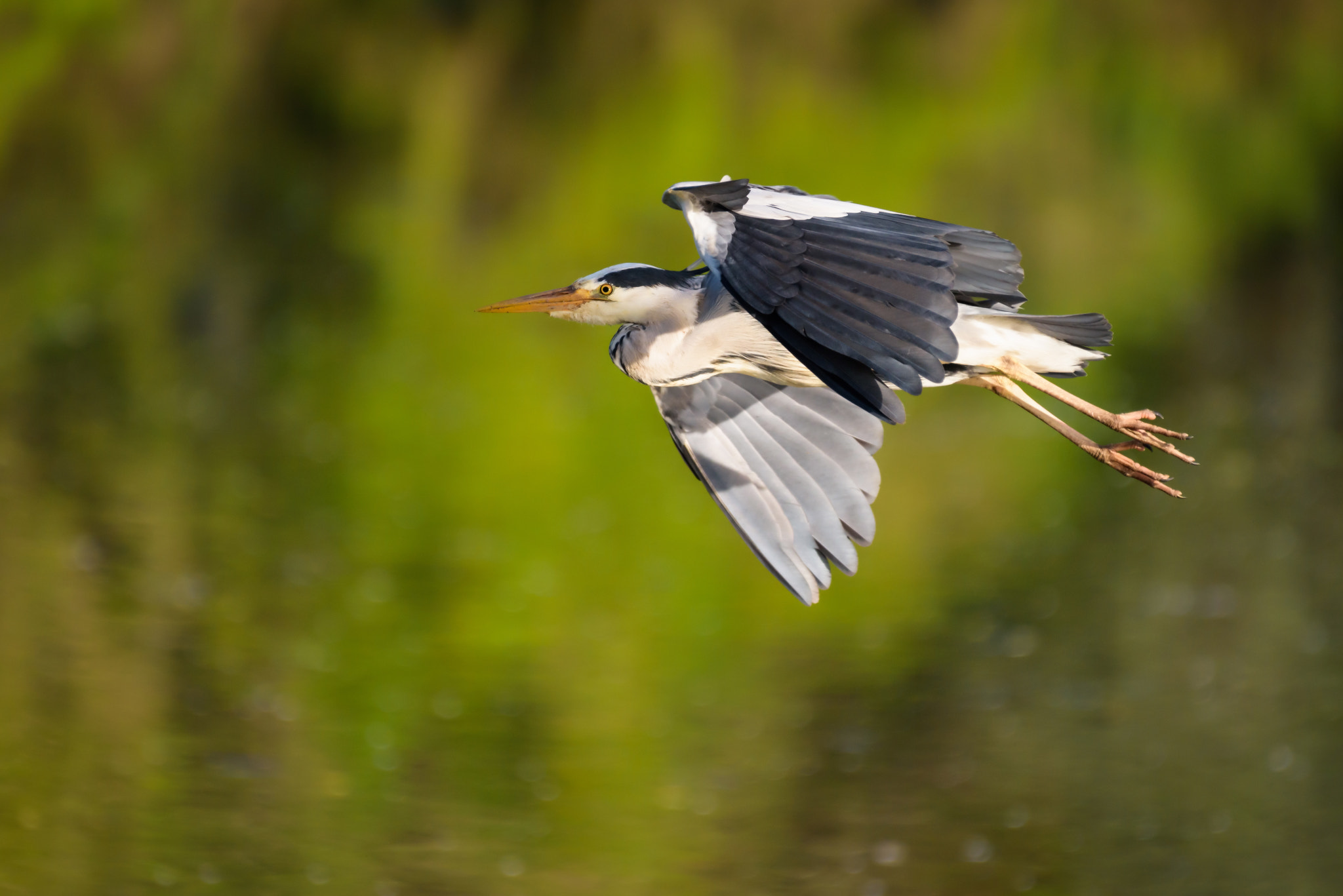 Nikon AF-S Nikkor 200-500mm F5.6E ED VR sample photo. Heron in flight photography