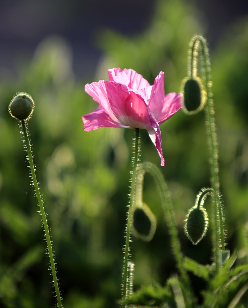 Canon EF 35-350mm F3.5-5.6L USM sample photo