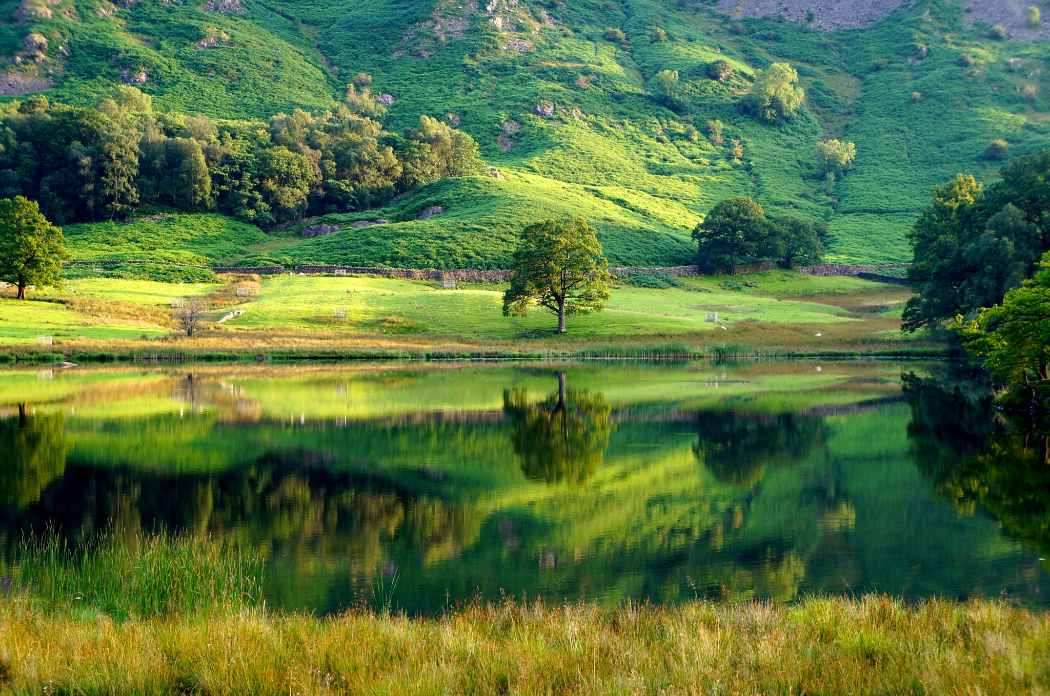 Sony Alpha NEX-F3 sample photo. Lone tree photography