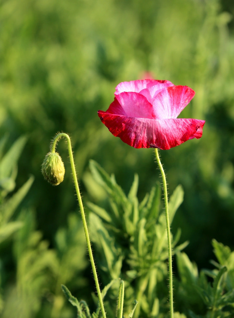 Canon EF 35-350mm F3.5-5.6L USM sample photo. 虞美人 photography