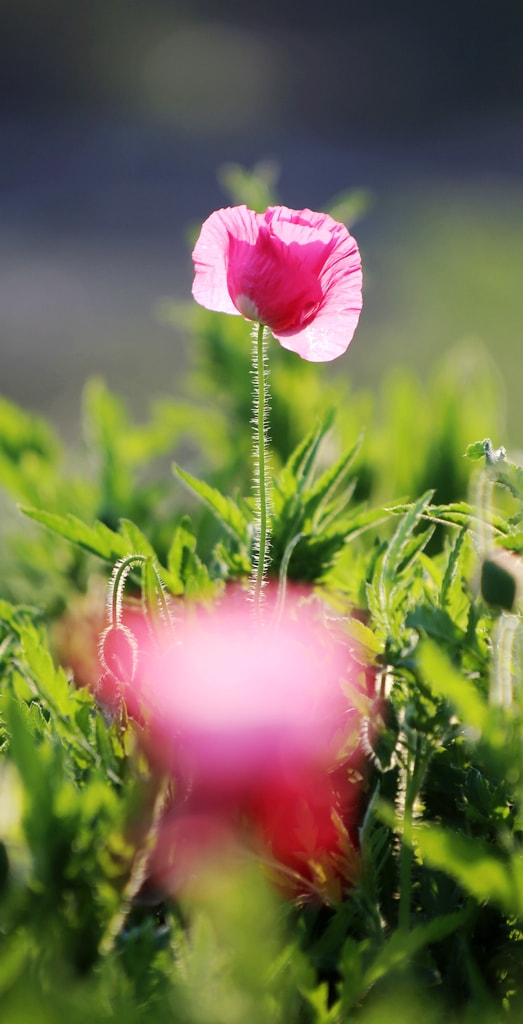 Canon EF 35-350mm F3.5-5.6L USM sample photo. 虞美人 photography