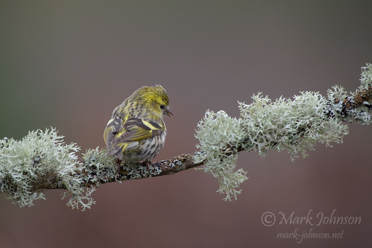 Nikon AF-S Nikkor 300mm F2.8G ED VR II sample photo. Siskin photography