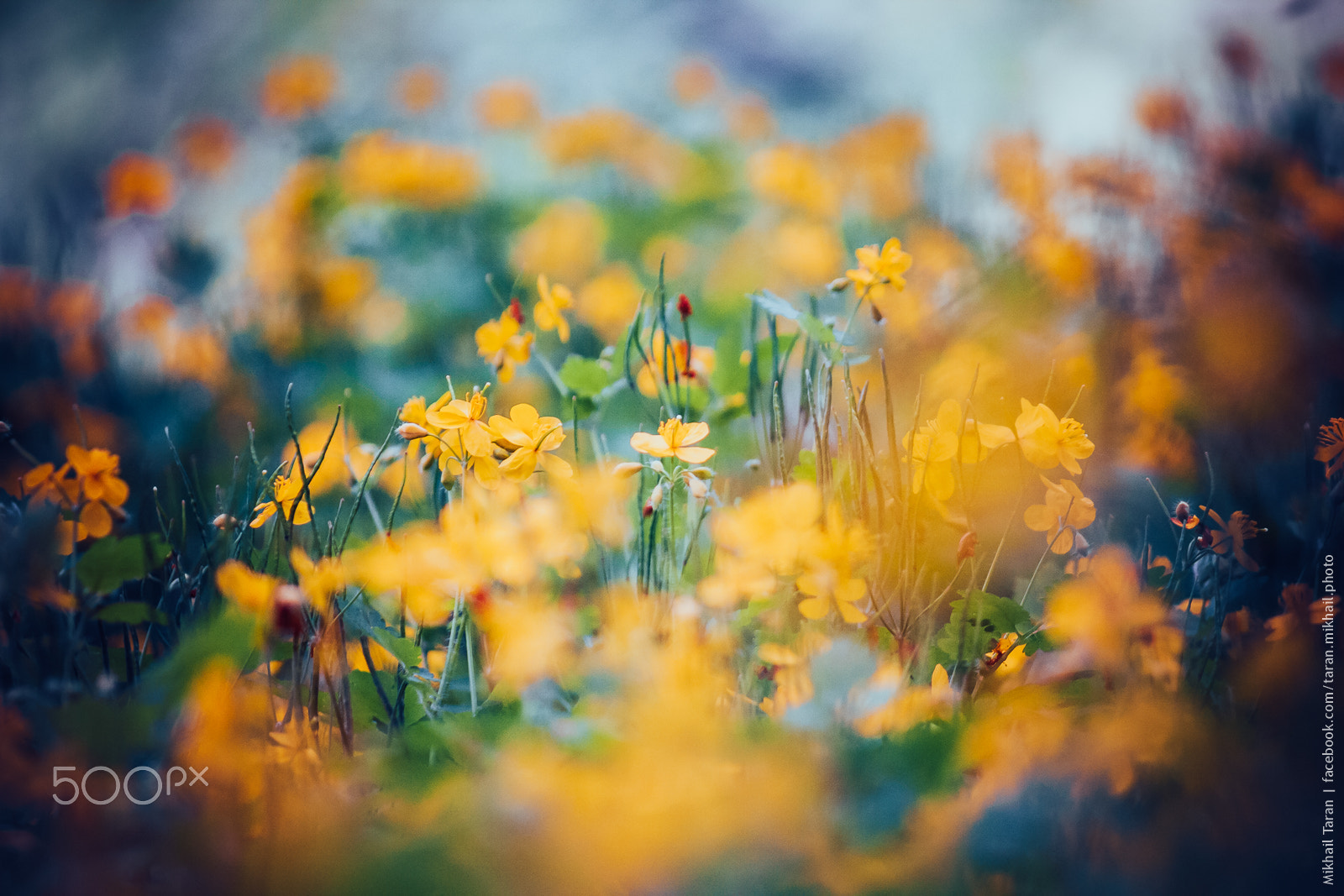 Canon EF-S 55-250mm F4-5.6 IS sample photo. Flowers field photography