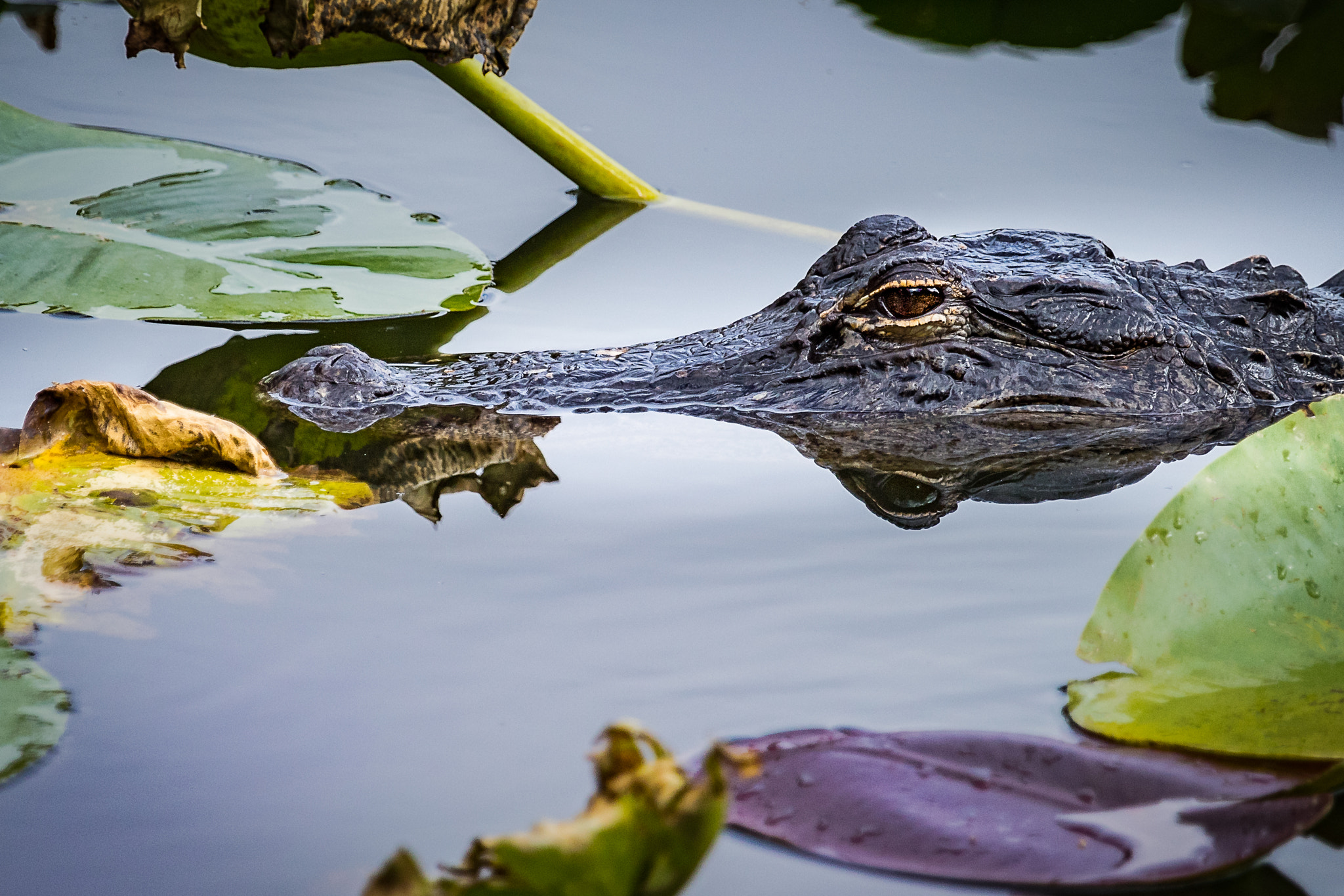 Canon EOS 7D Mark II + Canon EF 100-400mm F4.5-5.6L IS USM sample photo. Watchful photography