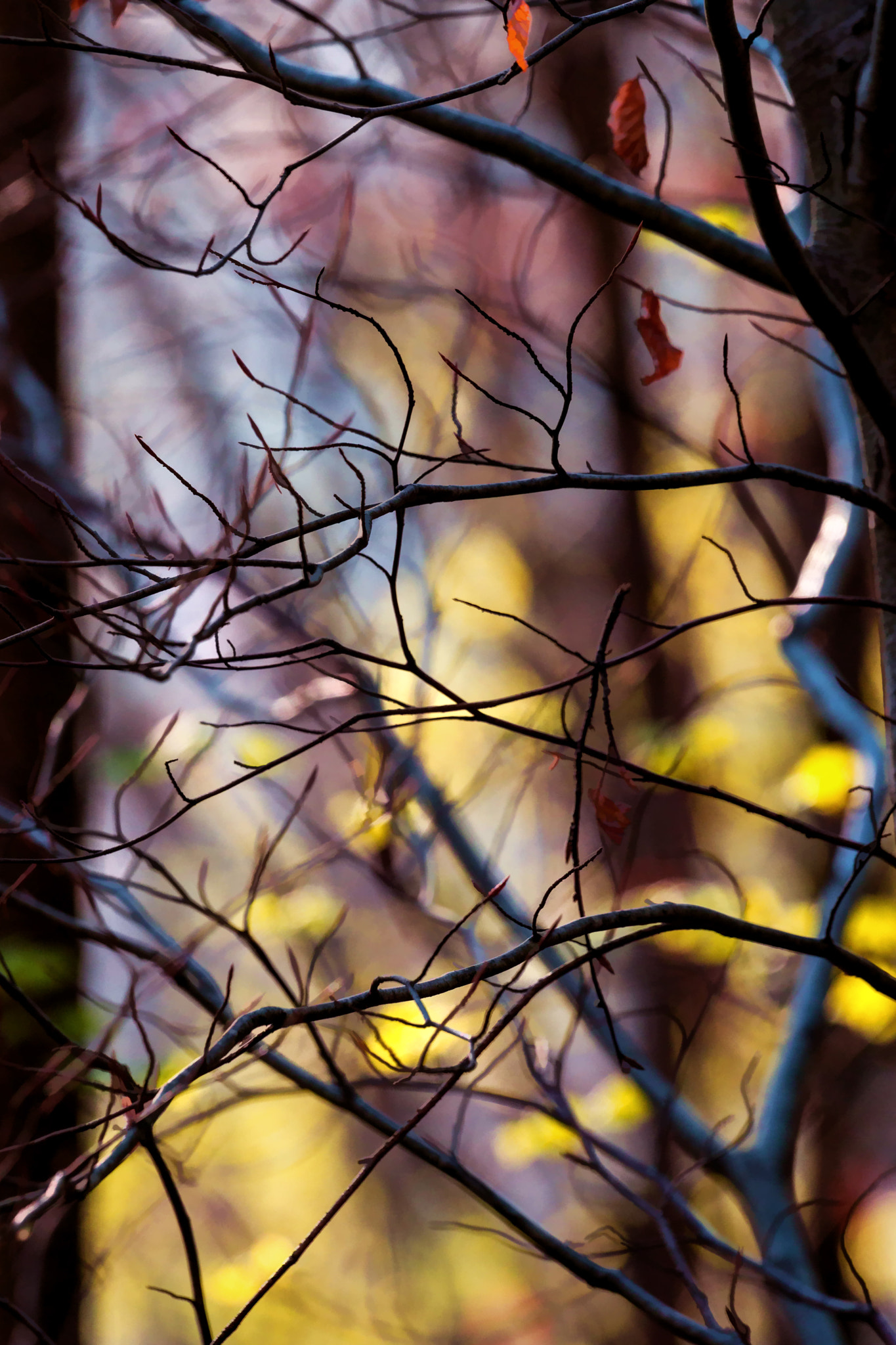 Sony 70-400mm F4-5.6 G SSM II sample photo. Twigs photography