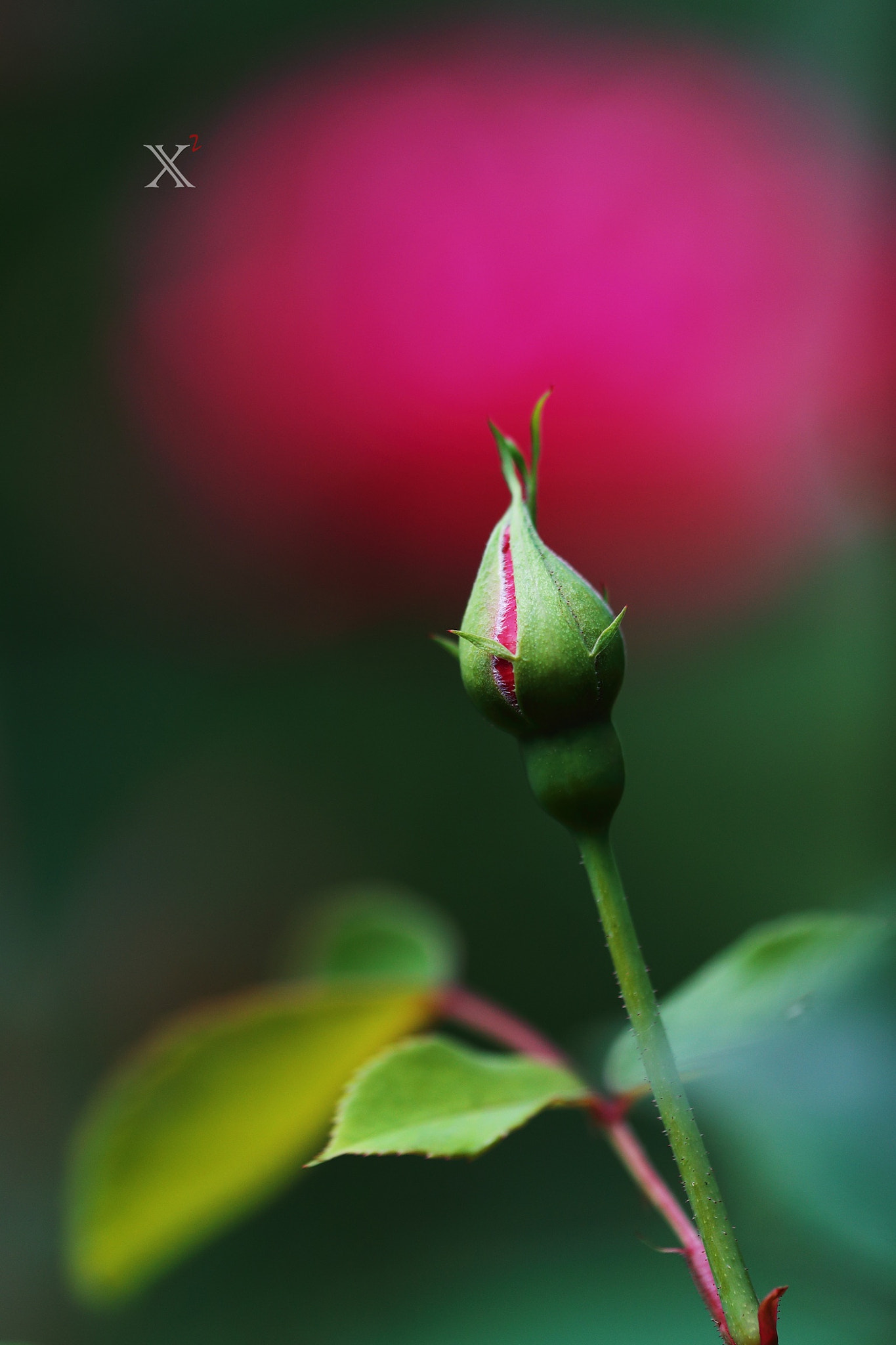 Canon EF 180mm F3.5L Macro USM sample photo. Bud photography