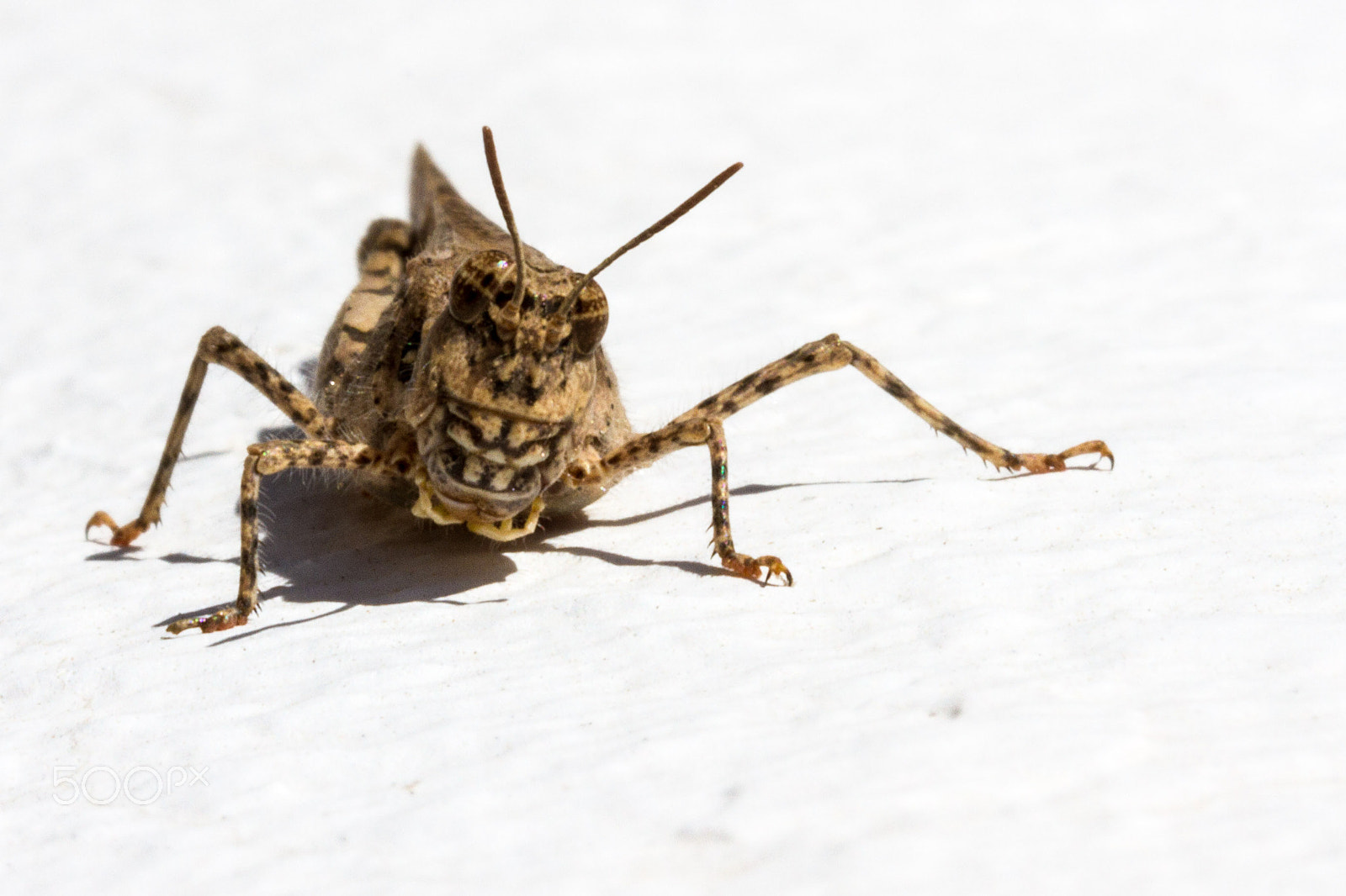 Canon EF-S 60mm F2.8 Macro USM sample photo. Ugly bug photography