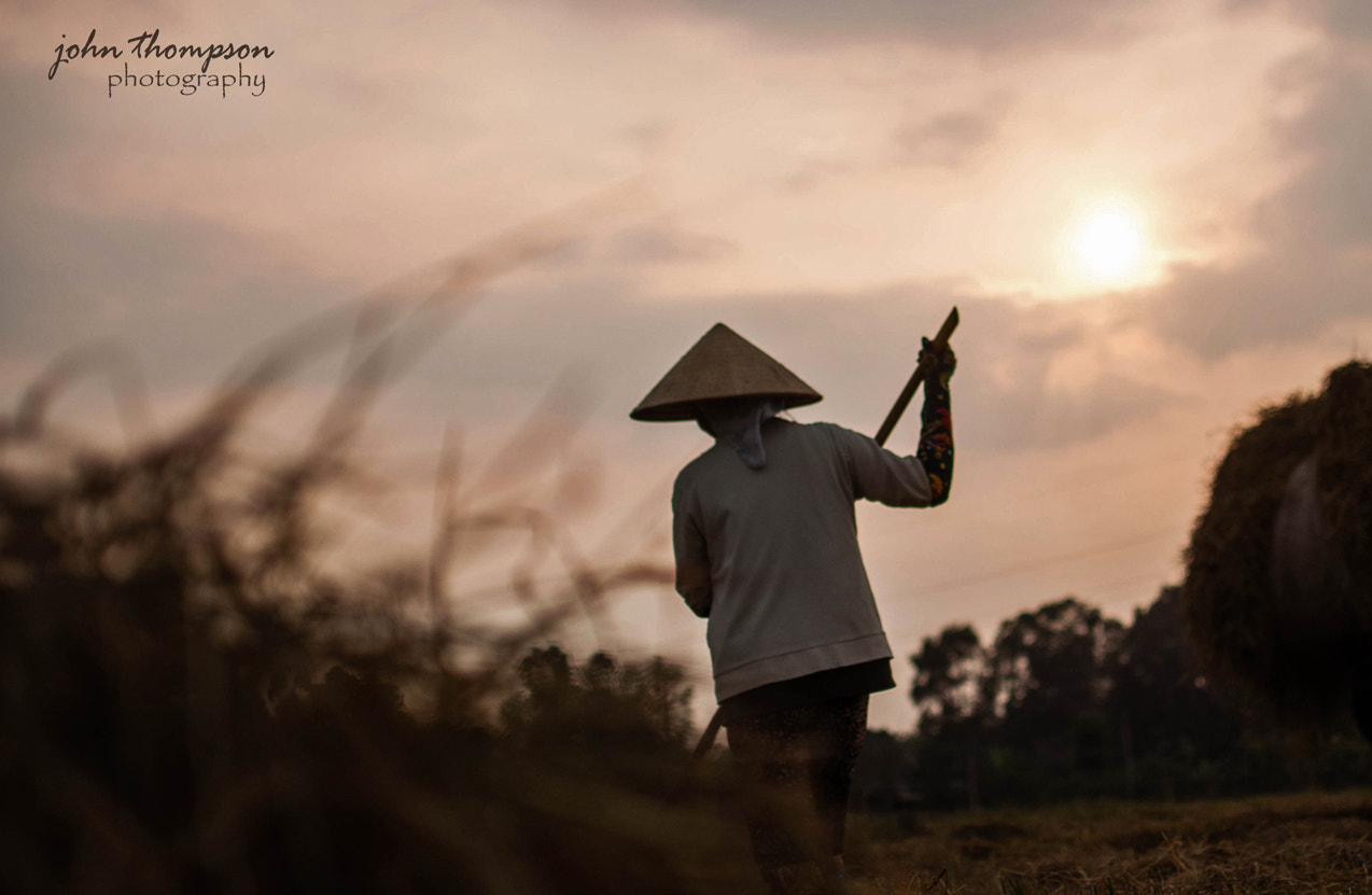Nikon AF-S DX Nikkor 35mm F1.8G sample photo. Snset in the rice fields photography