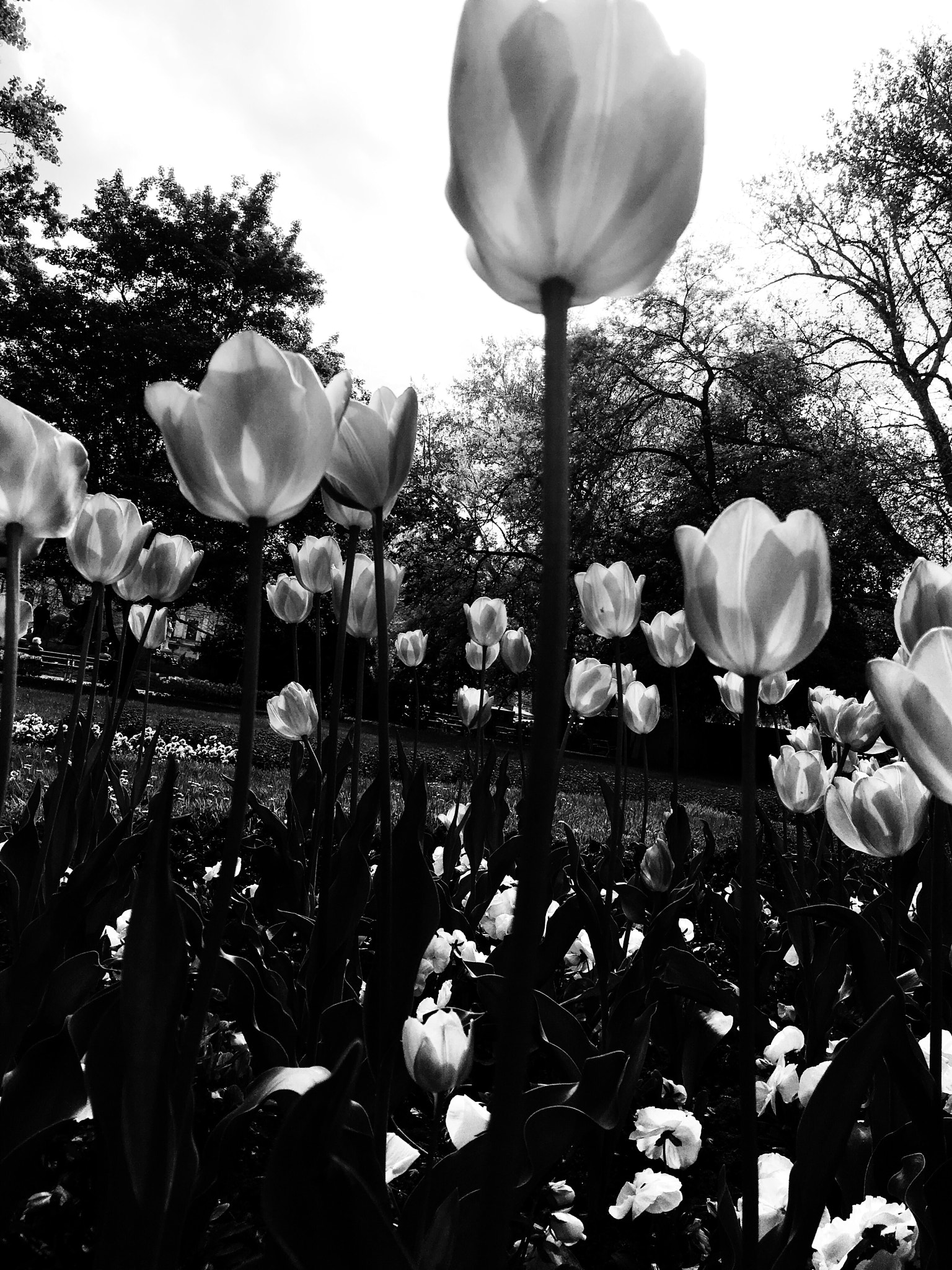 Blackie Camera sample photo. Spring photography