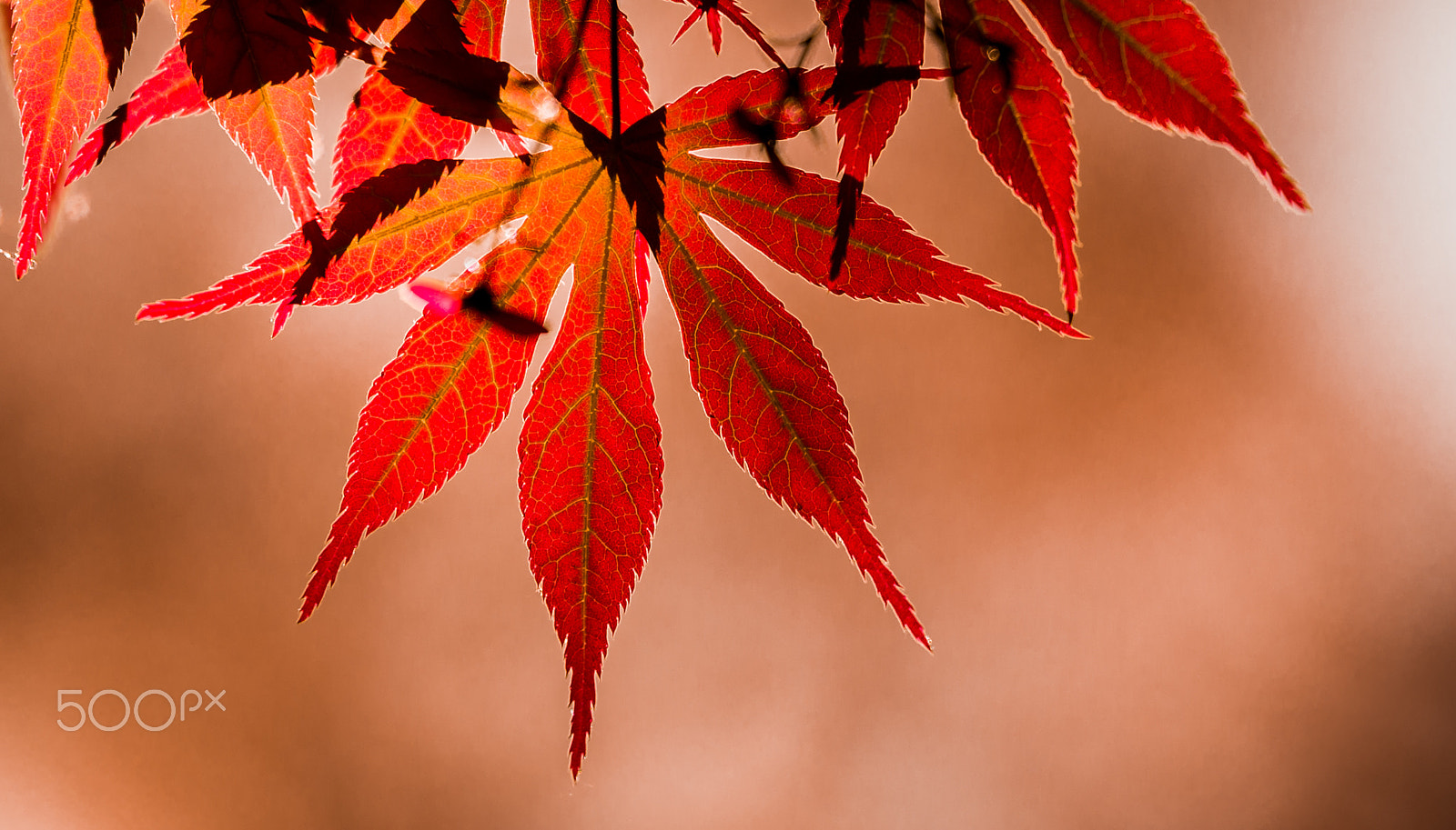 Tamron SP 70-200mm F2.8 Di VC USD sample photo. Leaf photography