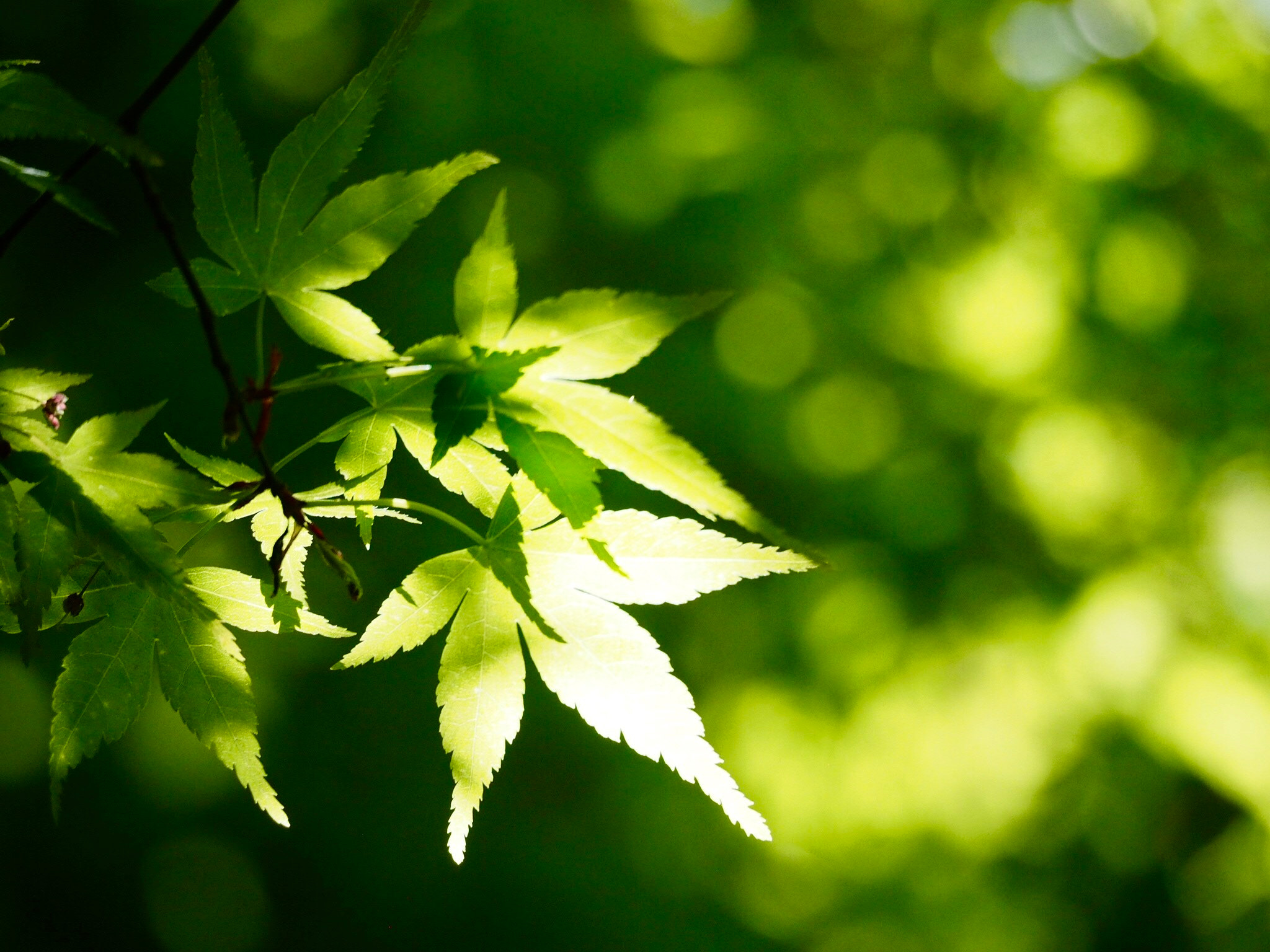 Olympus OM-D E-M1 sample photo. Fresh green photography
