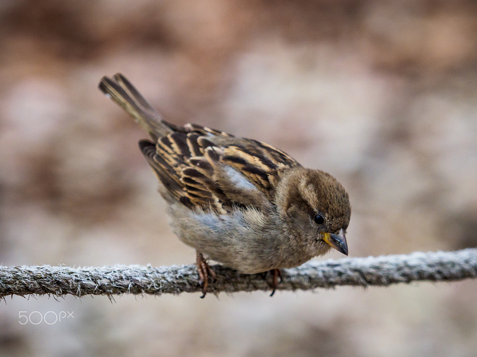 Olympus OM-D E-M1 Mark II + Olympus M.Zuiko Digital ED 40-150mm F2.8 Pro sample photo. Gråsparv photography