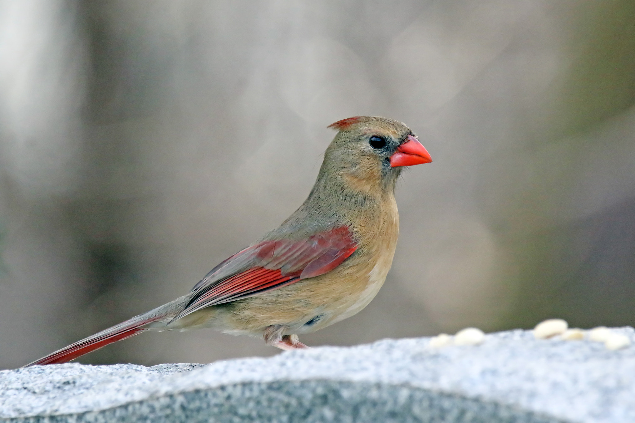 150-600mm F5-6.3 DG OS HSM | Contemporary 015 sample photo. Northern cardinal (female) photography