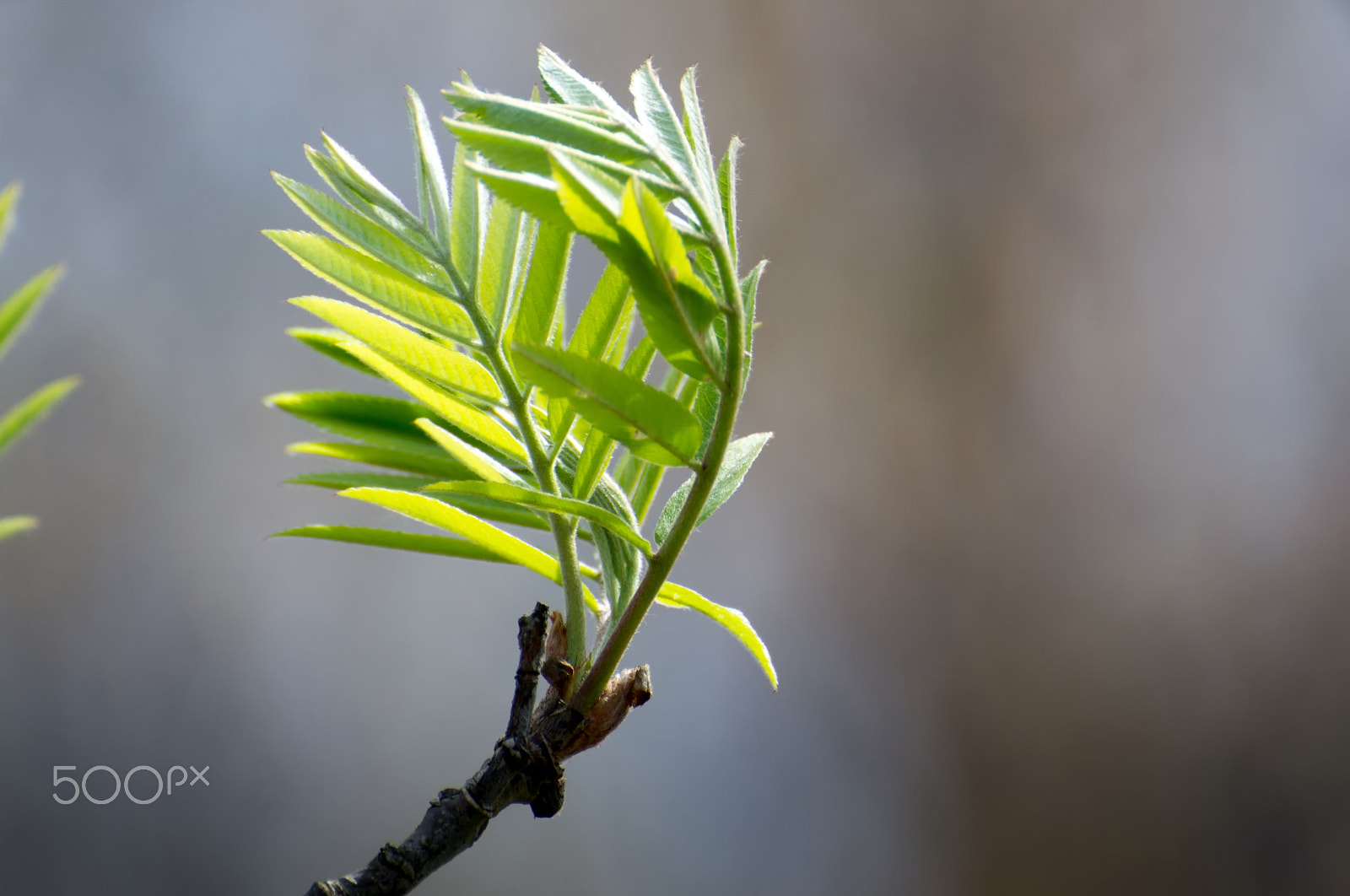 Nikon D3100 sample photo. Rowan branch photography