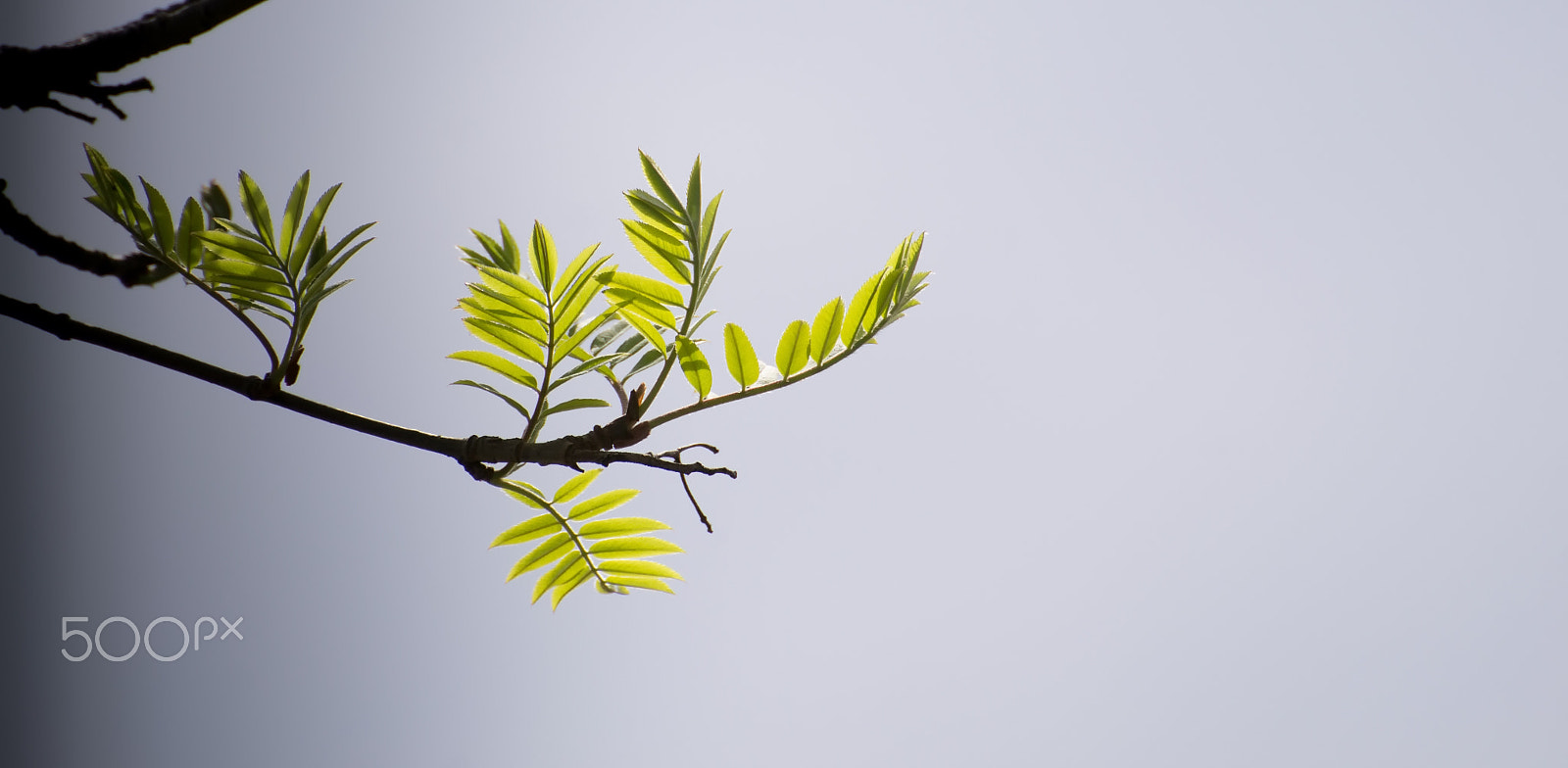 Nikon D3100 sample photo. Rowan branch photography
