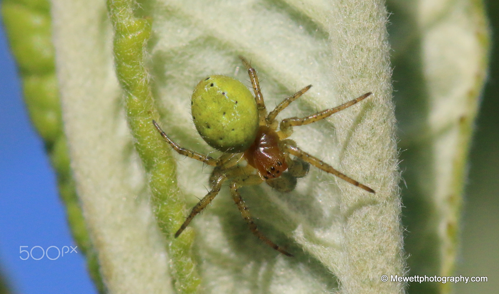 Sigma 105mm F2.8 EX DG OS HSM sample photo. Green orb spider (tiny) photography