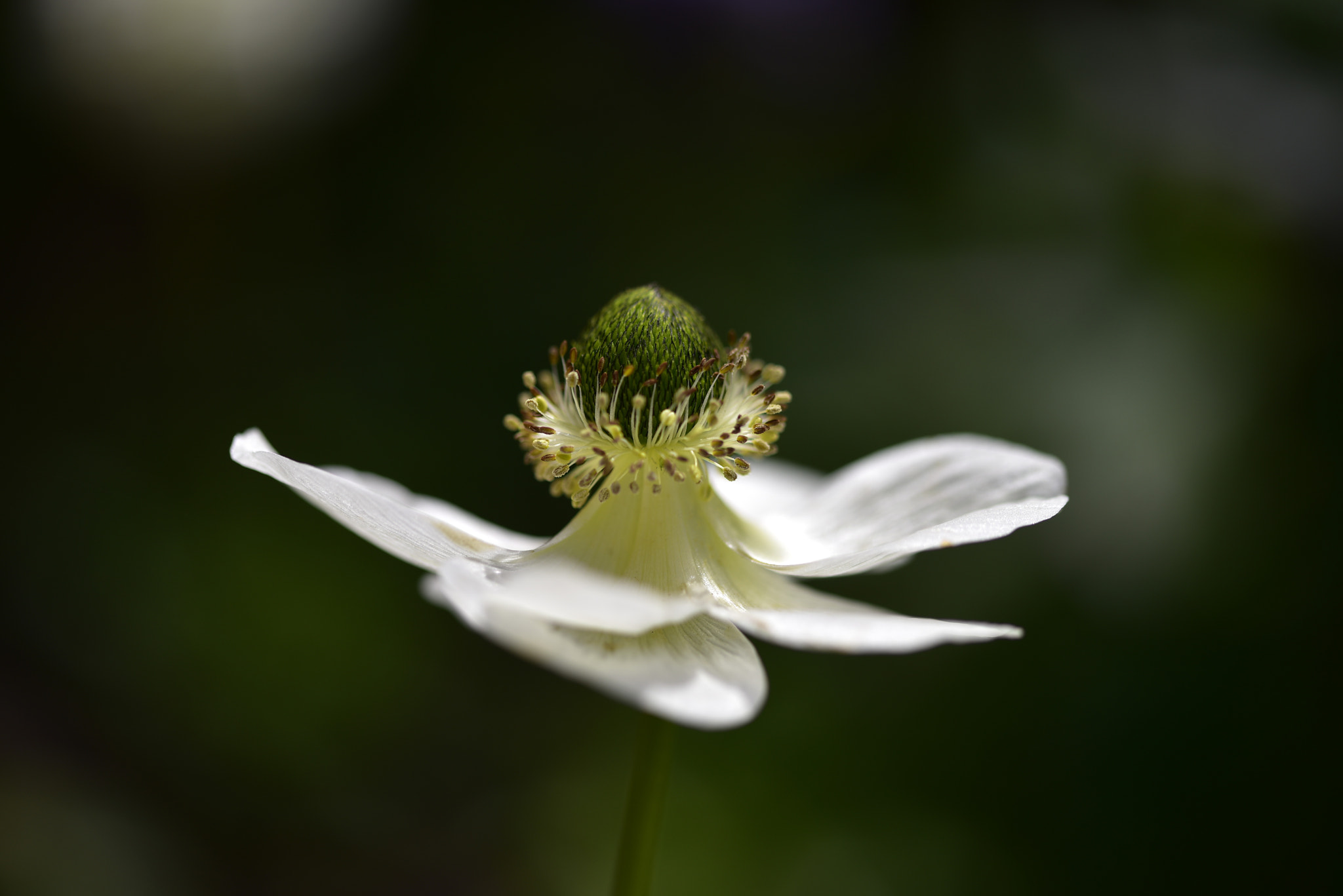 Sigma 105mm F2.8 EX DG OS HSM sample photo. The joy of simple things photography