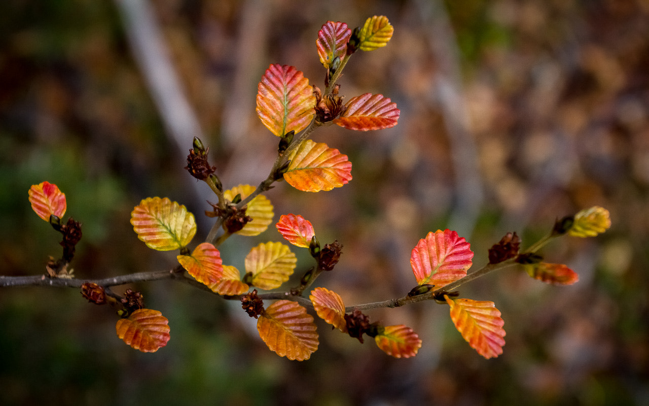 Canon EOS 60D + Canon EF 17-40mm F4L USM sample photo. Fagus finds photography