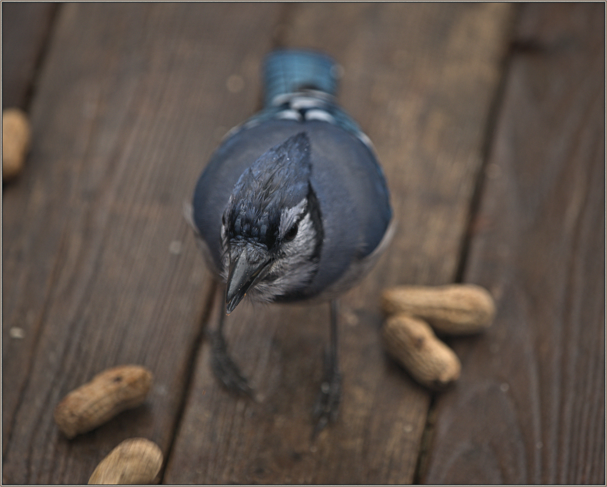 Olympus OM-D E-M1 + Olympus M.Zuiko Digital ED 40-150mm F2.8 Pro sample photo. Bluejay at my peanuts photography