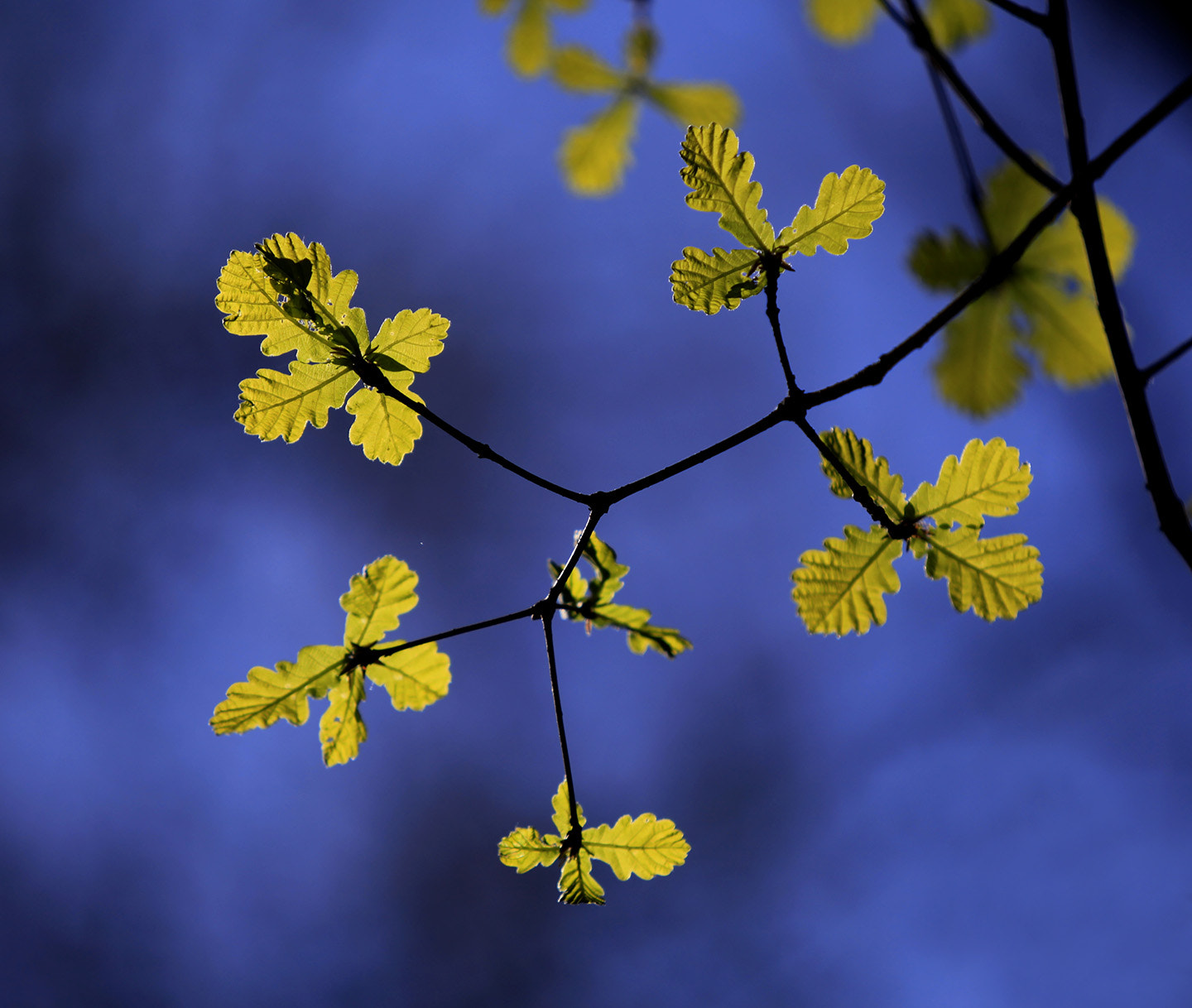 Canon EF 70-200mm F2.8L IS USM sample photo. Leaf photography