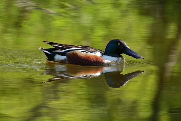 Canon EOS 7D Mark II + Sigma 50-500mm F4.5-6.3 DG OS HSM sample