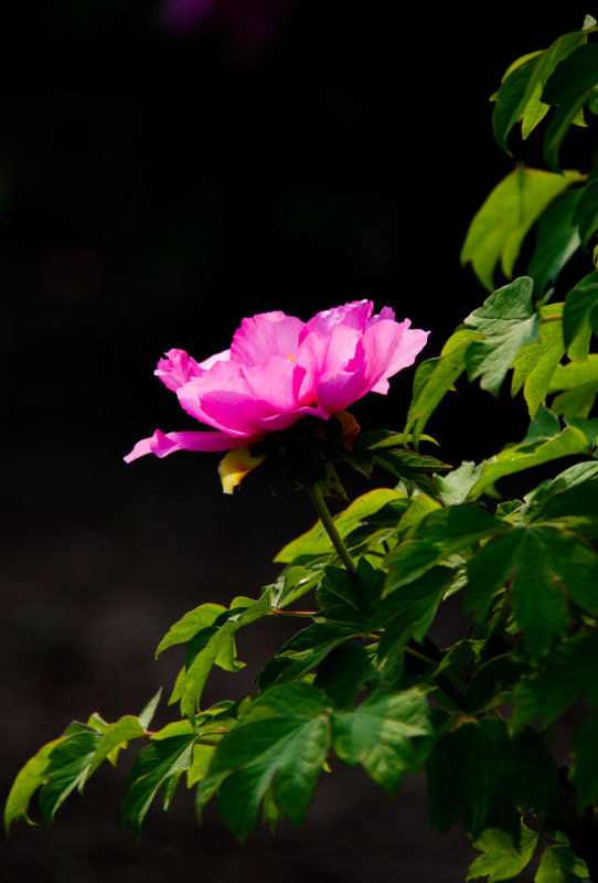 Canon EF-S 18-200mm F3.5-5.6 IS sample photo