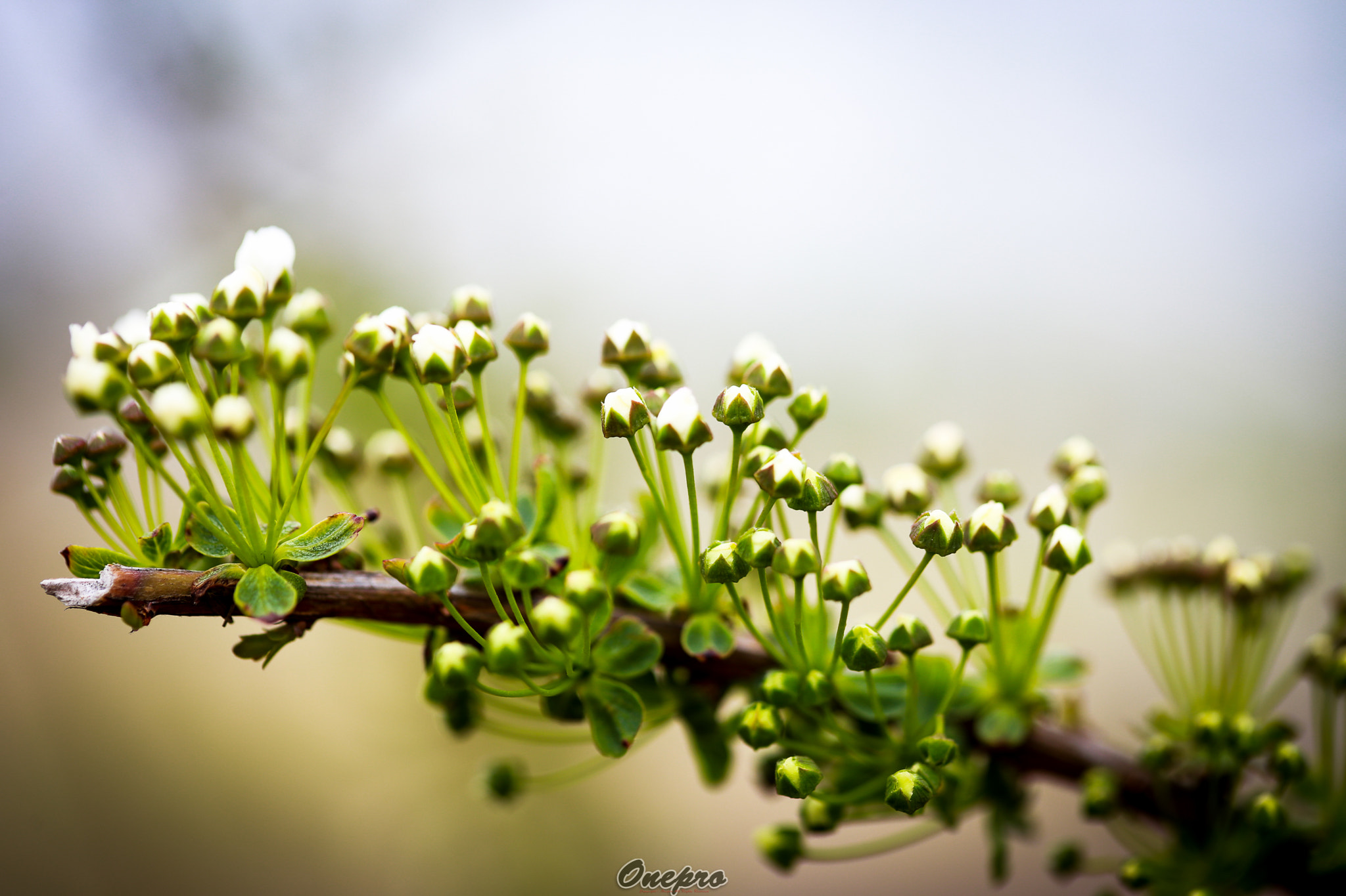 Canon EF 100mm F2.8 Macro USM sample photo. Onepro - 피어나는 꽃봉오리 (bursting buds) photography