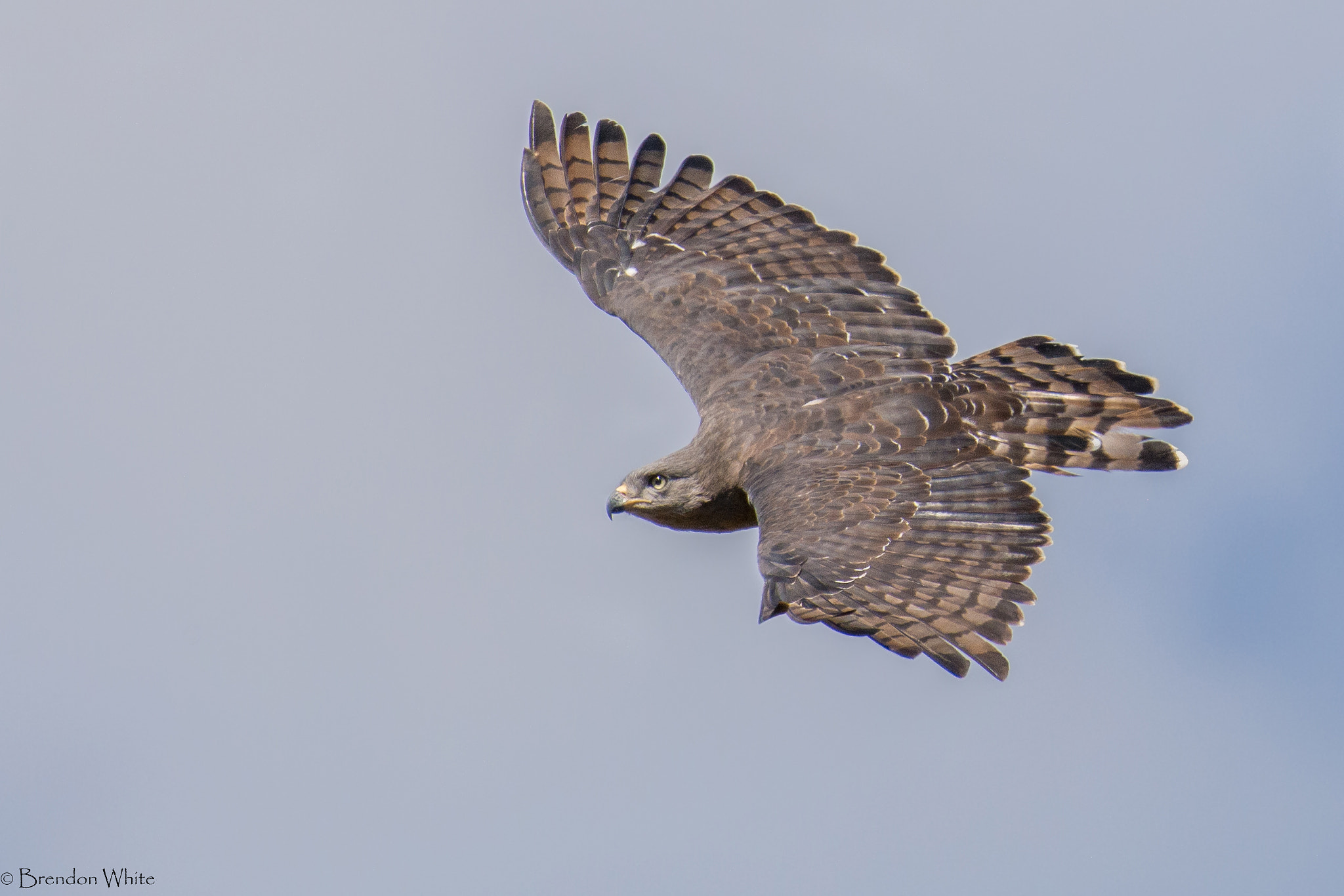 Nikon D7100 sample photo. Southern banded snake eagle photography