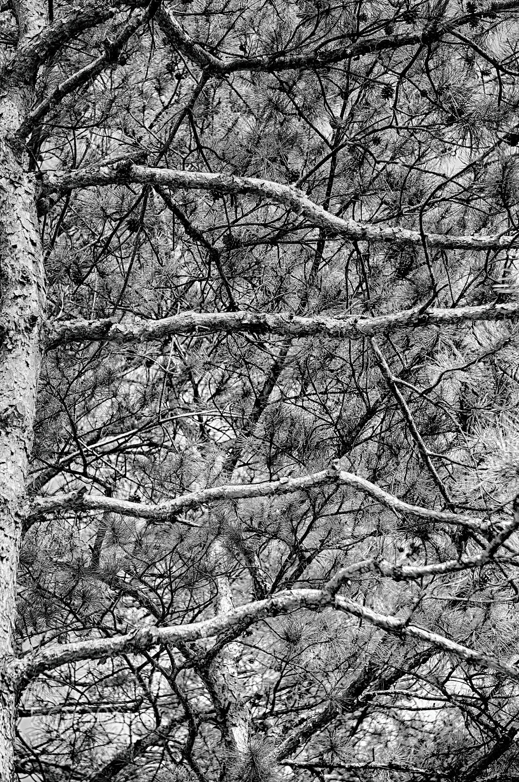 Sony Alpha NEX-5T + Sony E 55-210mm F4.5-6.3 OSS sample photo. Branches of pine tree photography