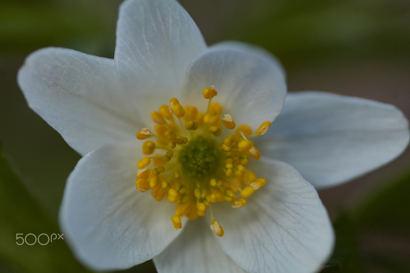 Canon EOS 80D sample photo. Wood anemone close-up photography