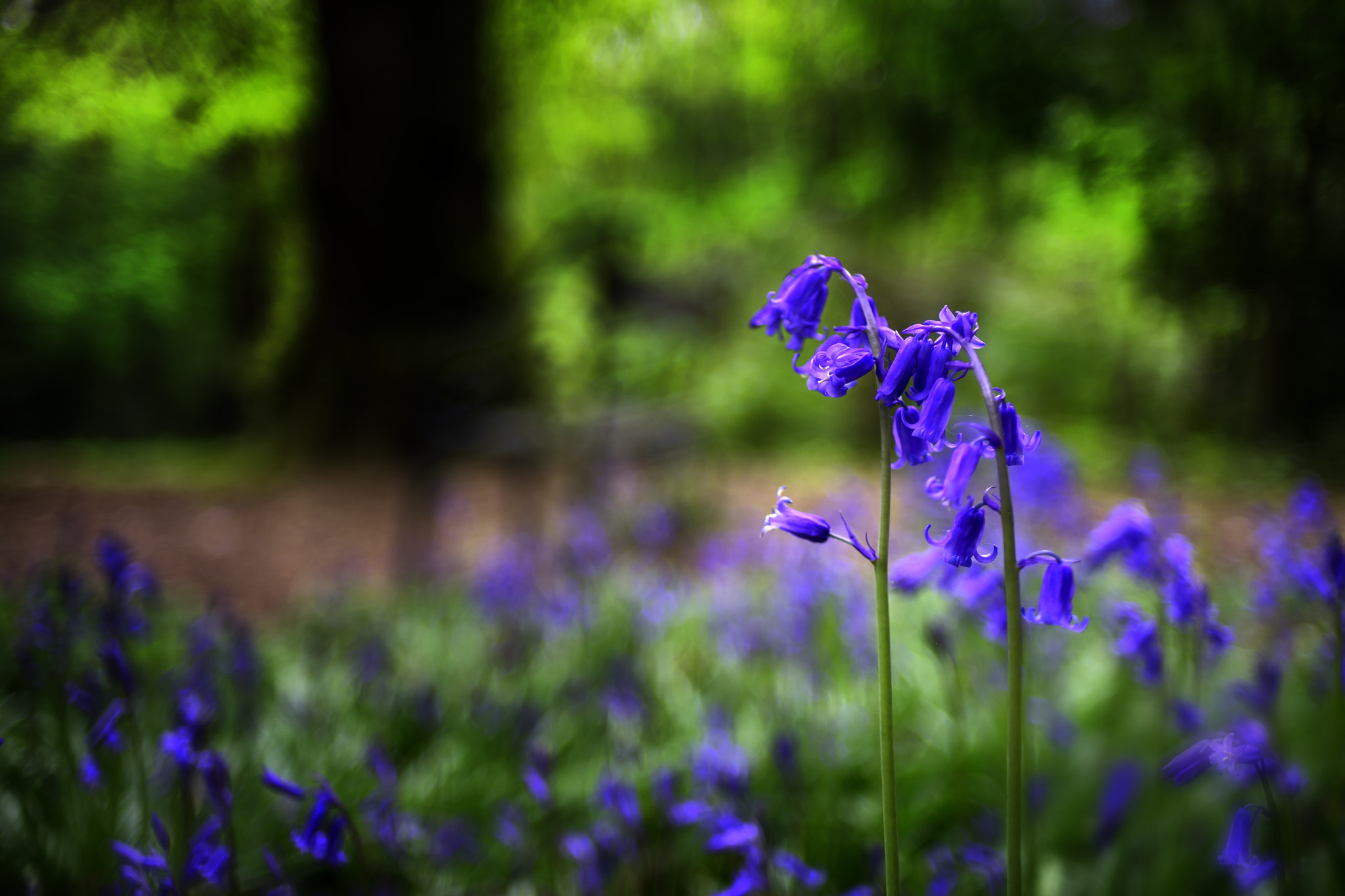 Sony a7 II sample photo. Bluebells photography