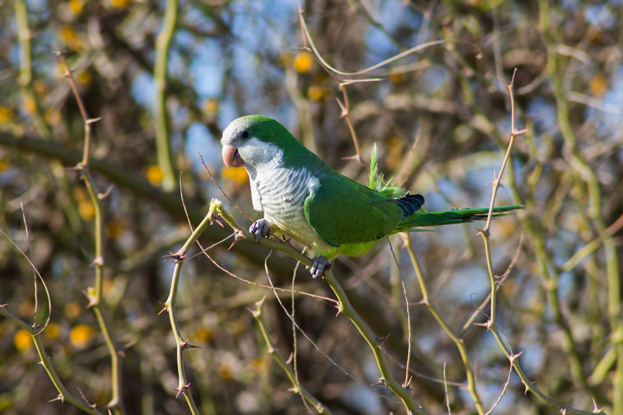 Canon EOS 650D (EOS Rebel T4i / EOS Kiss X6i) sample photo. Little parrot working photography