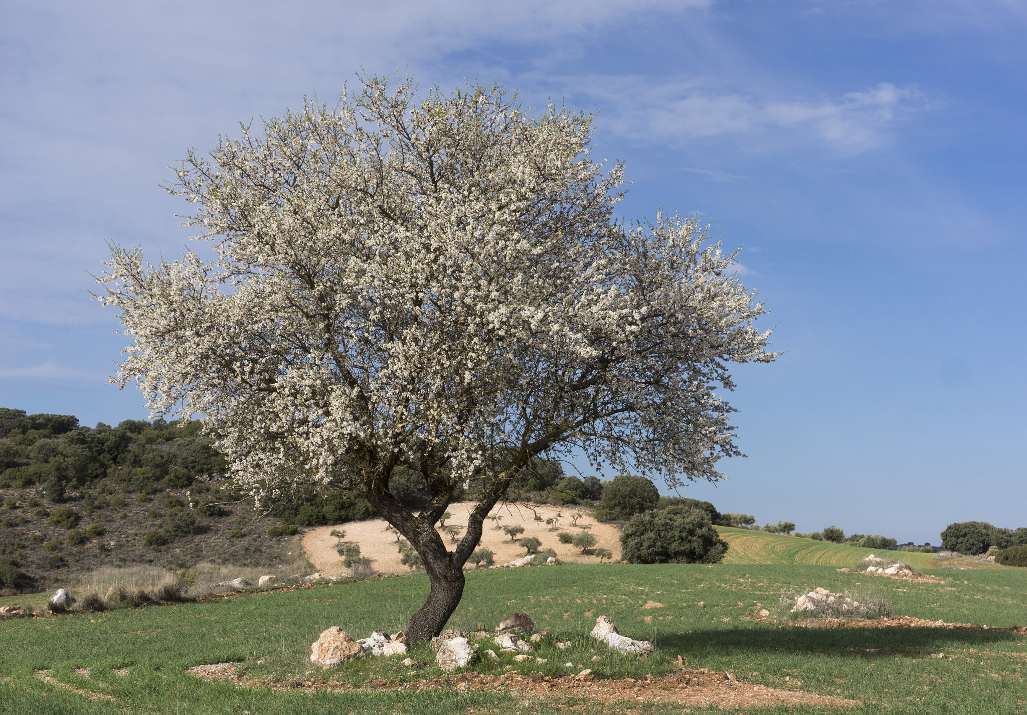 Sony Alpha NEX-7 + Sony E 18-55mm F3.5-5.6 OSS sample photo. Primavera en la alcarria photography