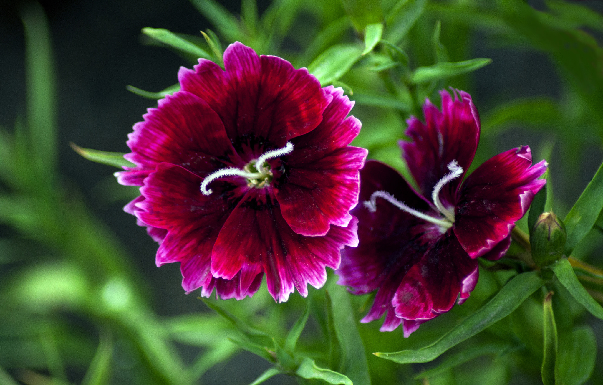 Nikon D90 sample photo. Dianthus … photography