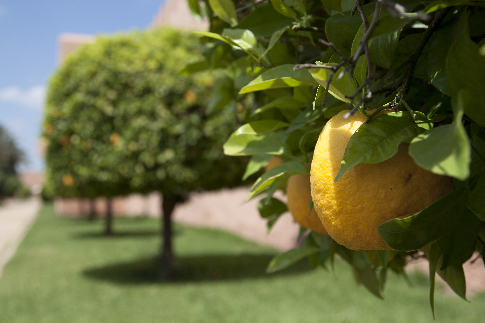 Tamron SP AF 17-50mm F2.8 XR Di II LD Aspherical (IF) sample photo. Lemon tree photography