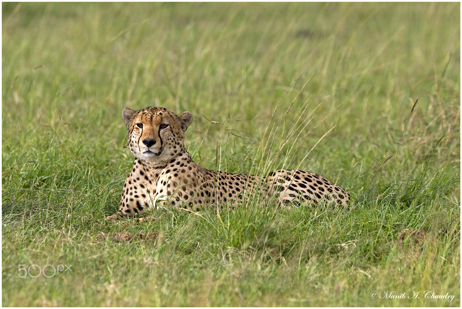 Canon EF 300mm F2.8L IS USM sample photo. Lonely spots! photography