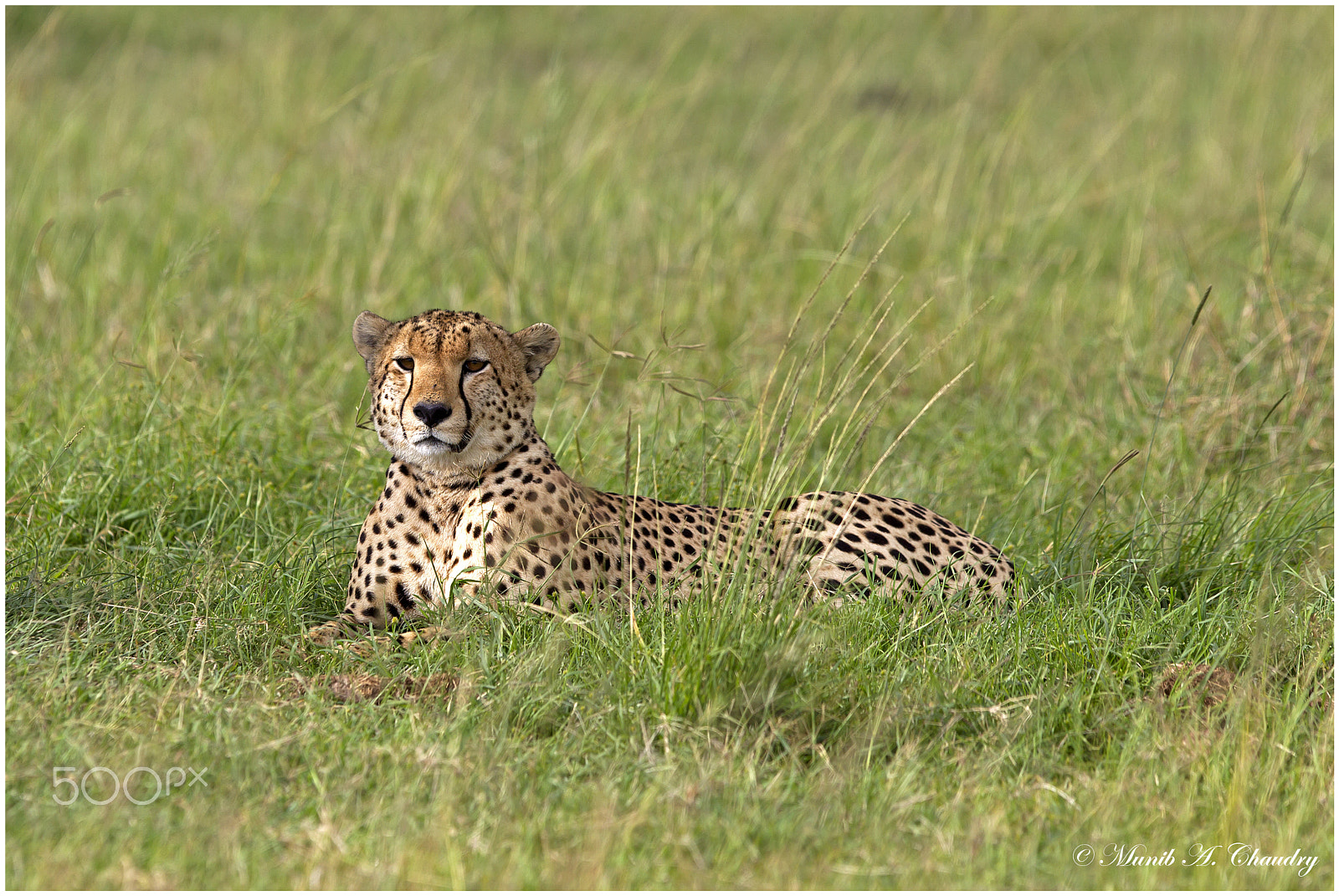 Canon EF 300mm F2.8L IS USM sample photo. Lonely spots! photography