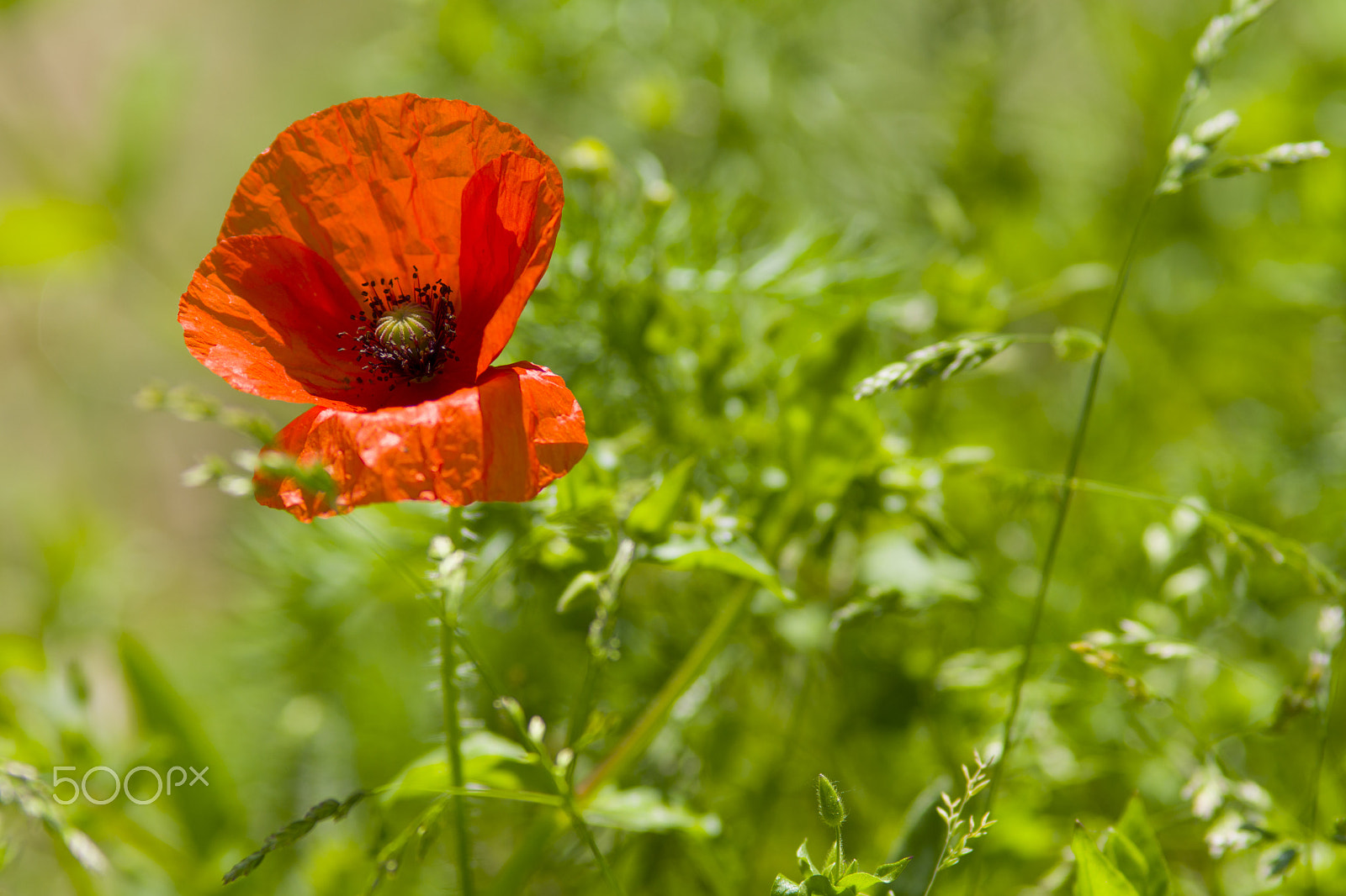 Sony SLT-A68 + Minolta AF 200mm F2.8 HS-APO G sample photo. Primi papaveri photography