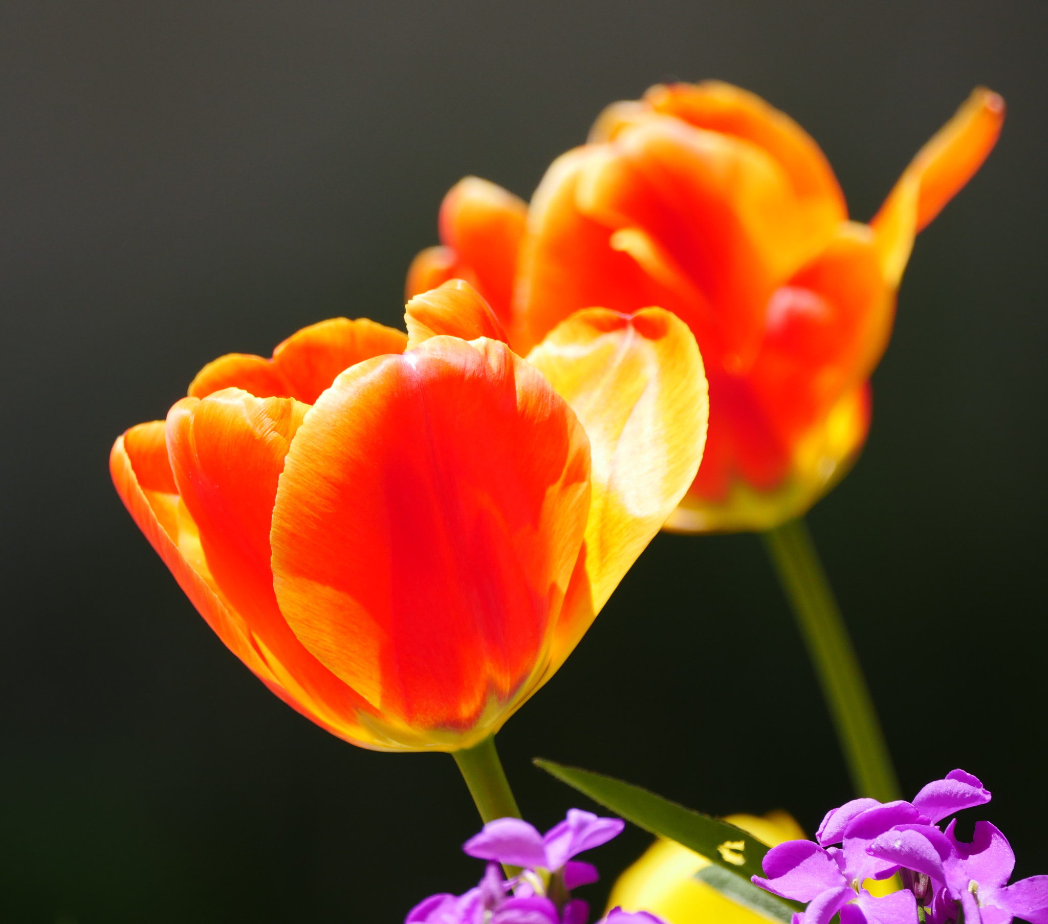 LEICA DG 100-400/F4.0-6.3 sample photo. I was very impressed from orange petals of a tulip. no retouched, just cropping. photography