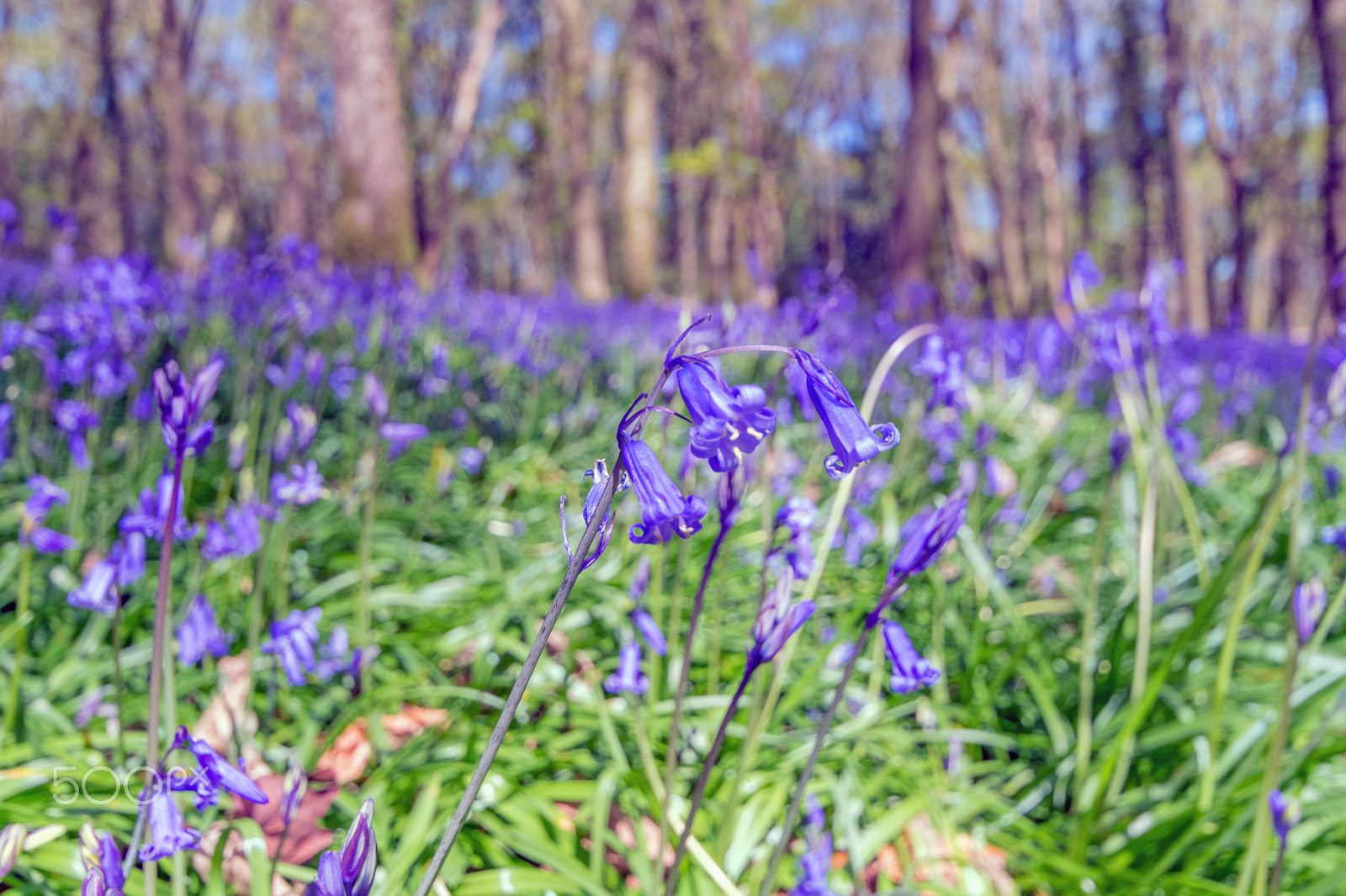 Nikon D3300 sample photo. Bluebells photography