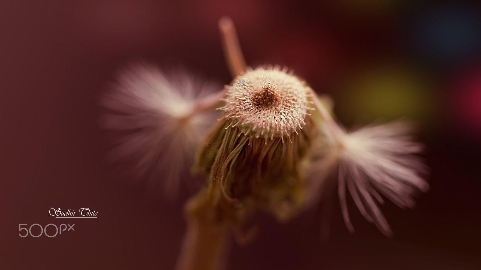 Canon EF 100mm F2.8 Macro USM sample photo. Every flower is a soul blossoming in nature. gerard de nerval photography